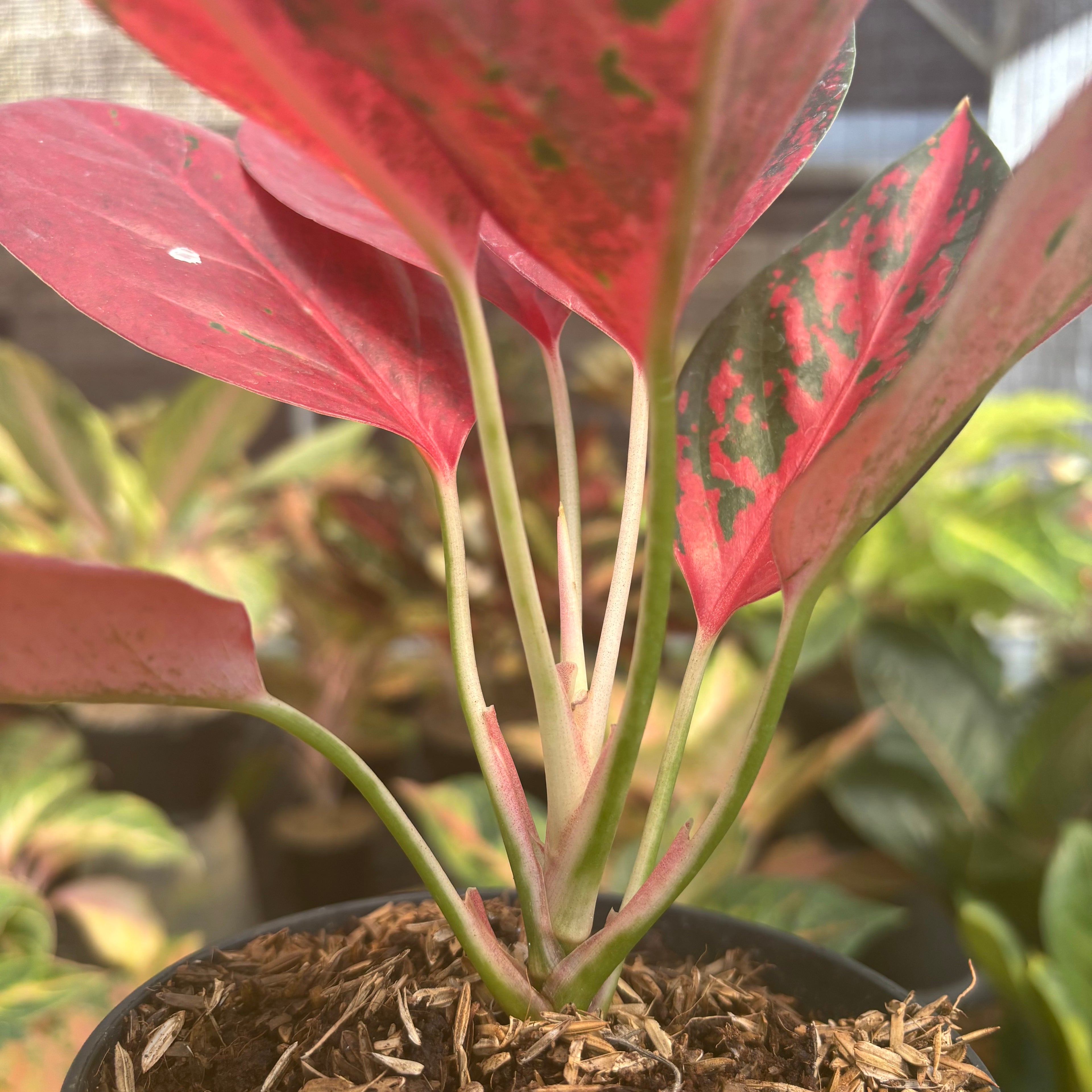 Aglaonema Kochin Superstar