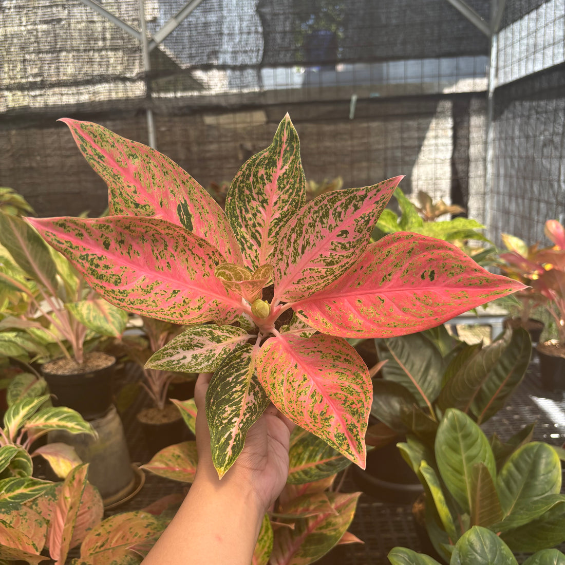 Aglaonema Tamara