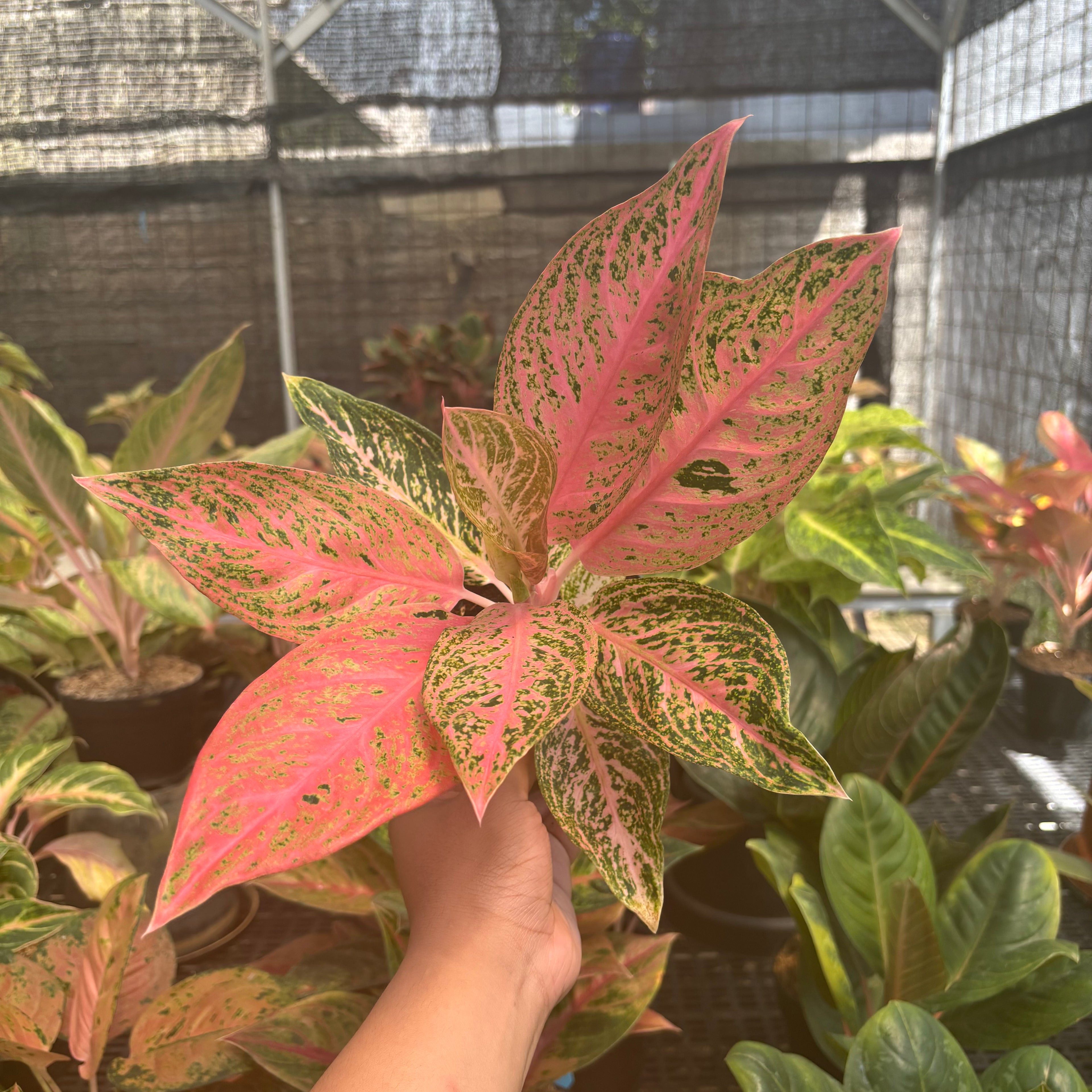 Aglaonema Tamara