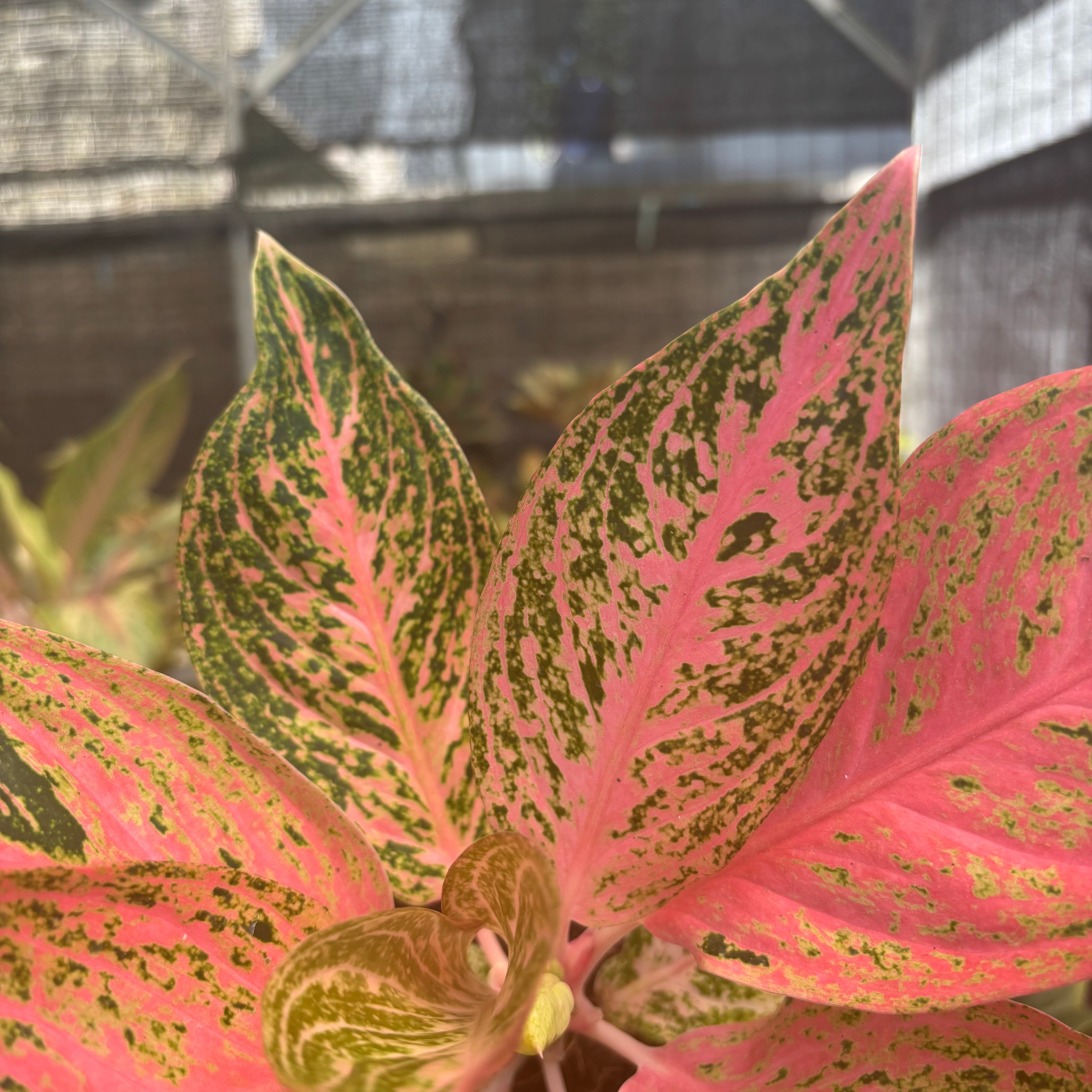 Aglaonema Tamara