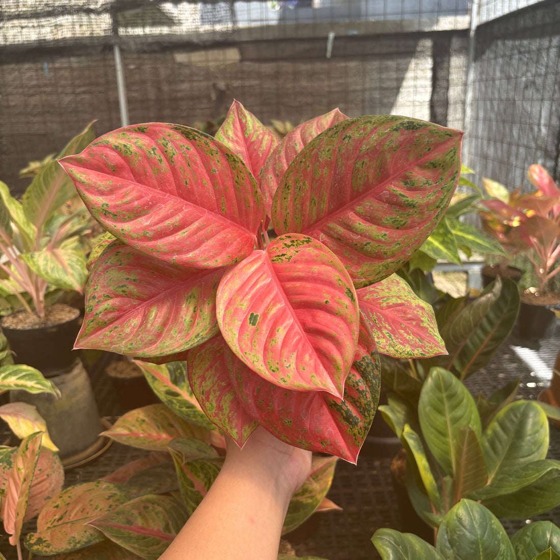 Aglaonema Super Red Treasure of Siam