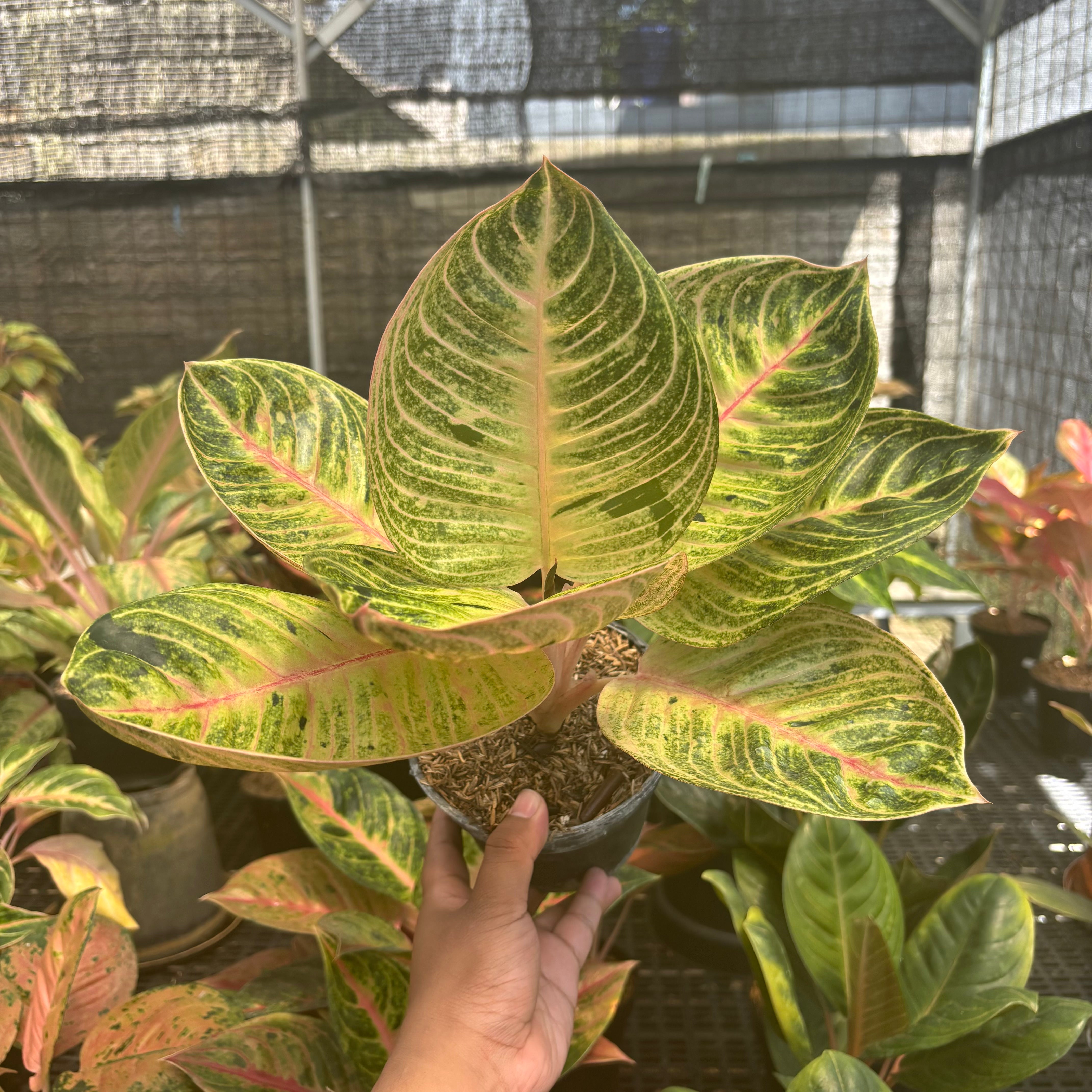 aglaonema moonlight Aglaonema Moonlight