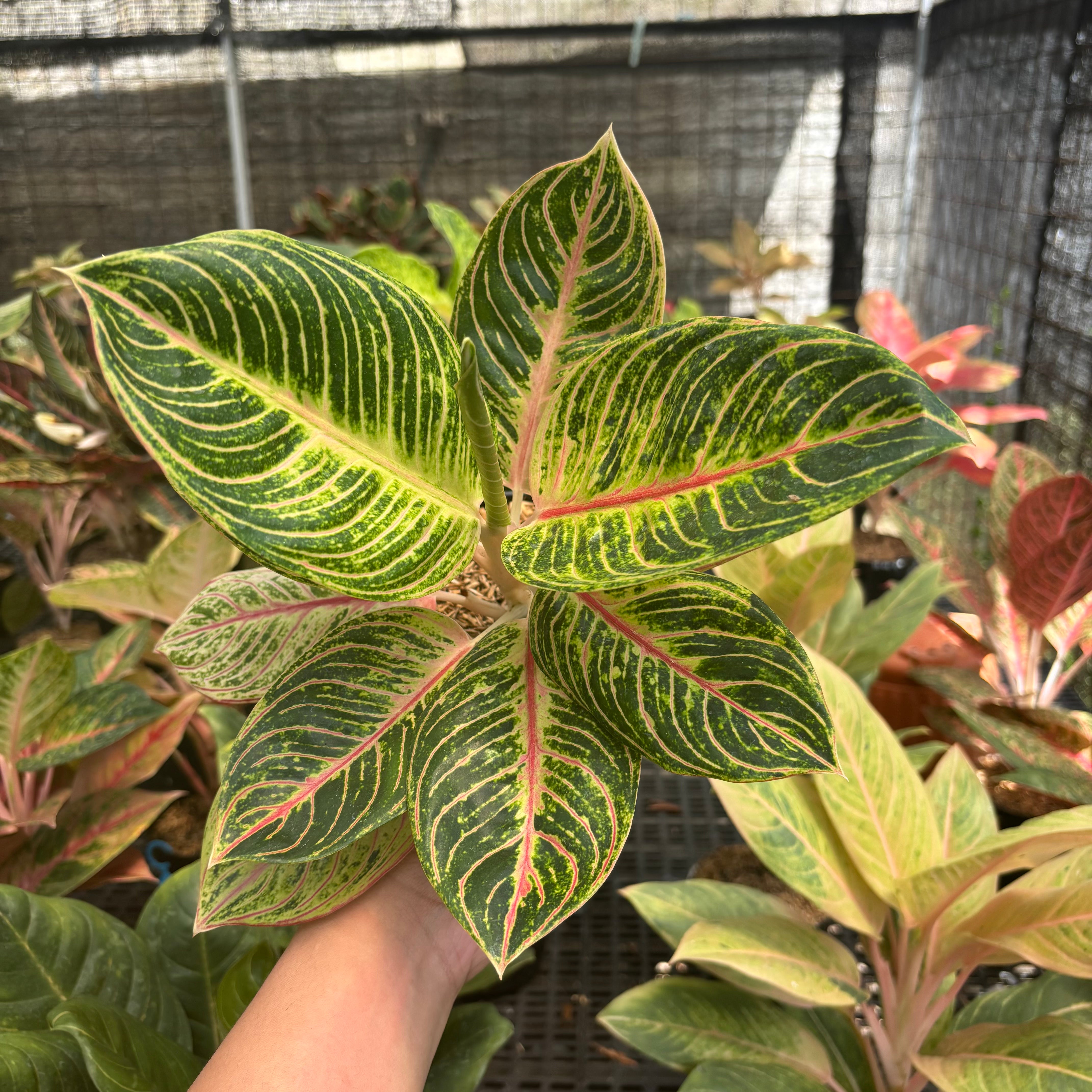 aglaonema queen of siam Aglaonema Queen of Siam