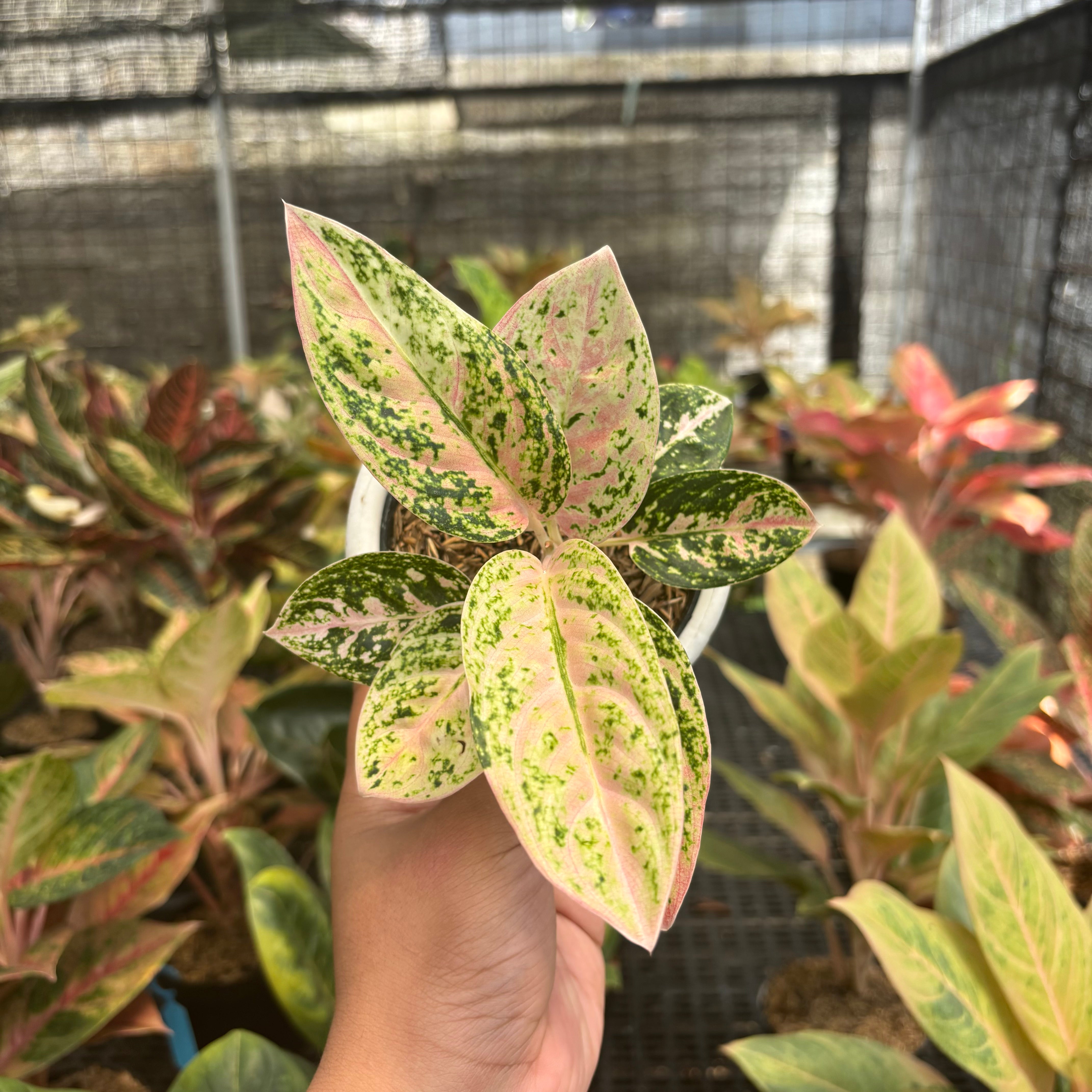 aglaonema pink legacy Aglaonema Pinkan – Greenspaces.id