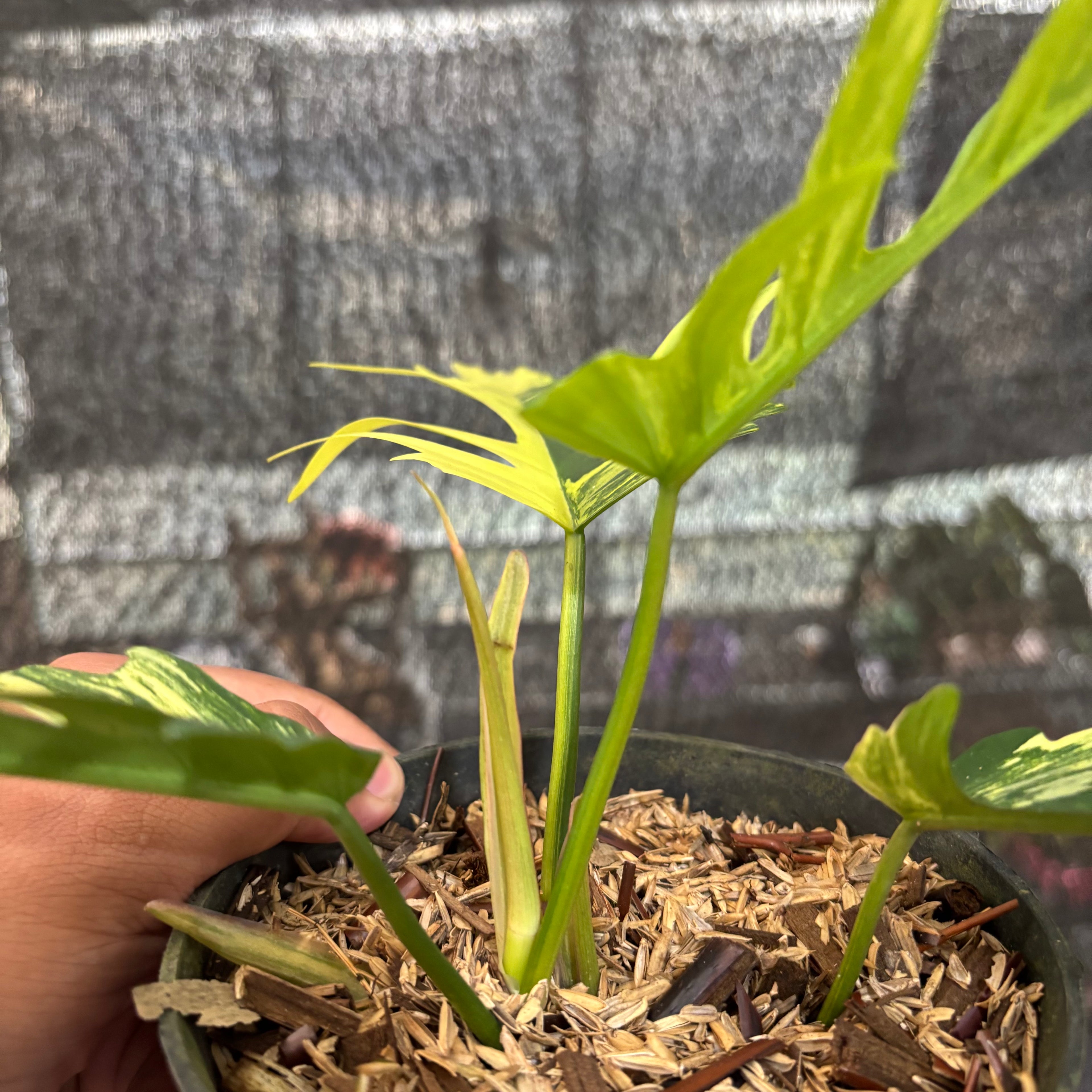 Philodendron Florida Beauty X Tortum Variegated
