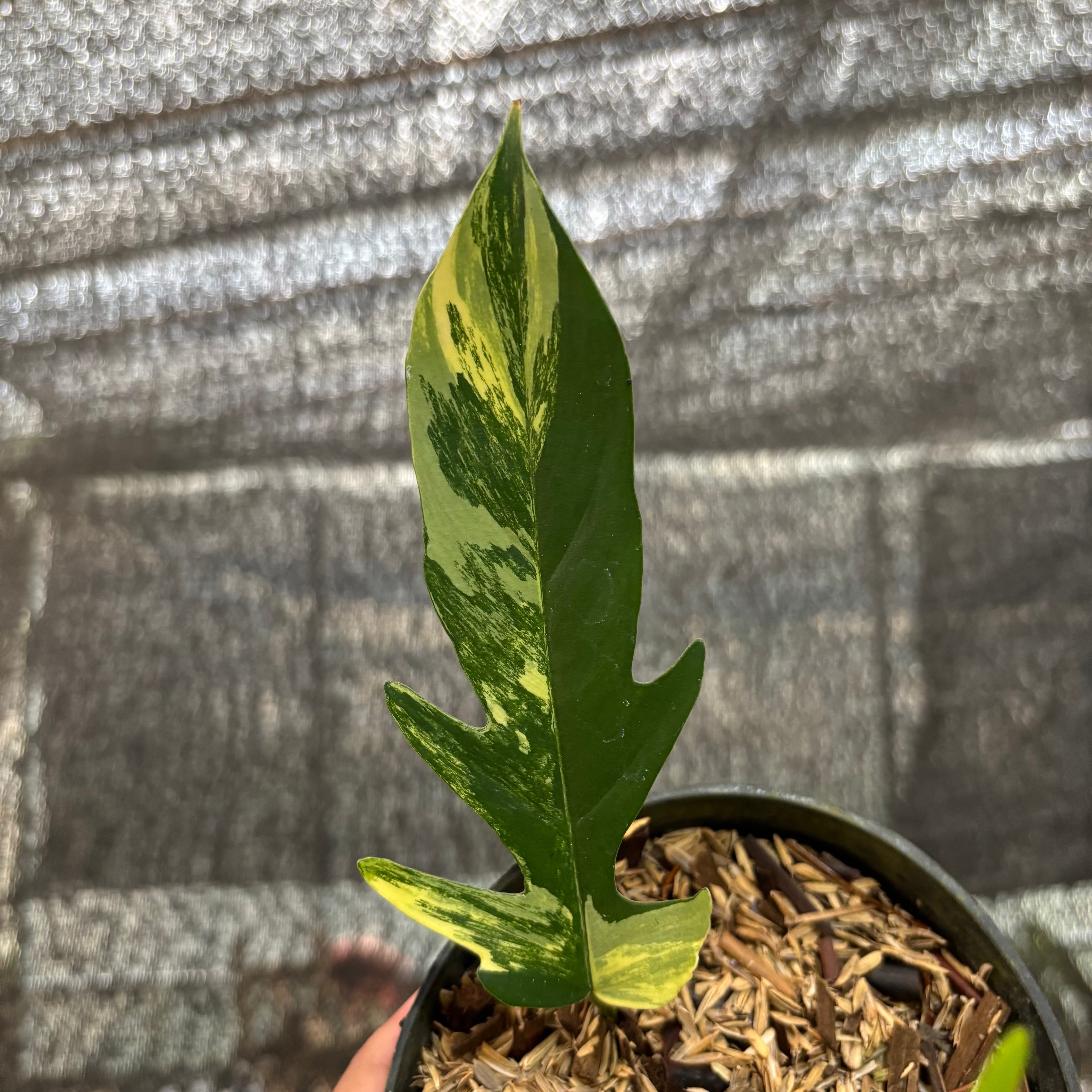 Philodendron Florida Beauty X Tortum Variegated