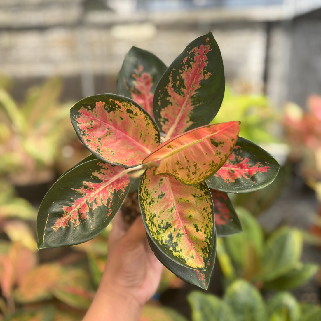 π Aglaonema Kochincuna (100% off)