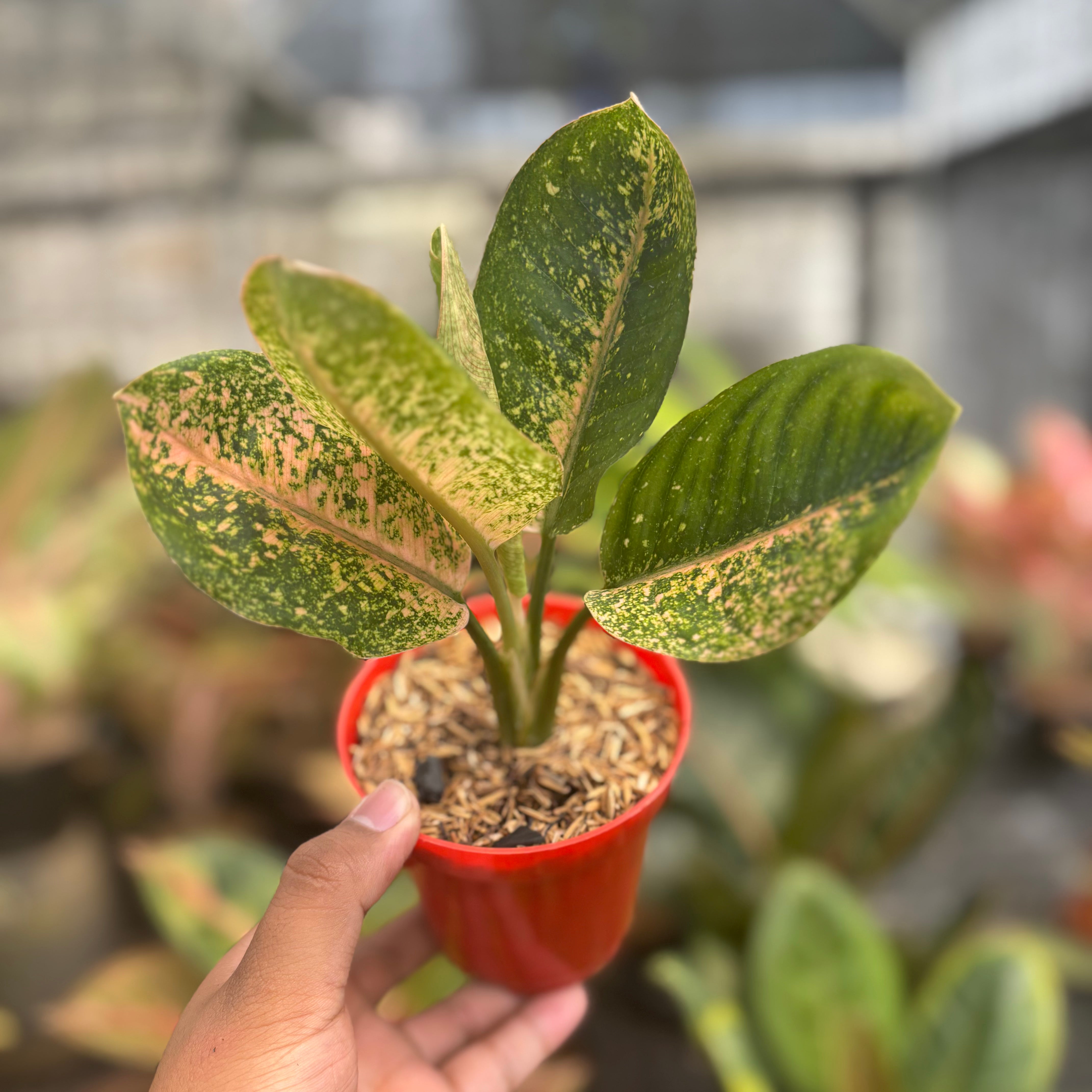 aglaonema croton Aglaonema Antik