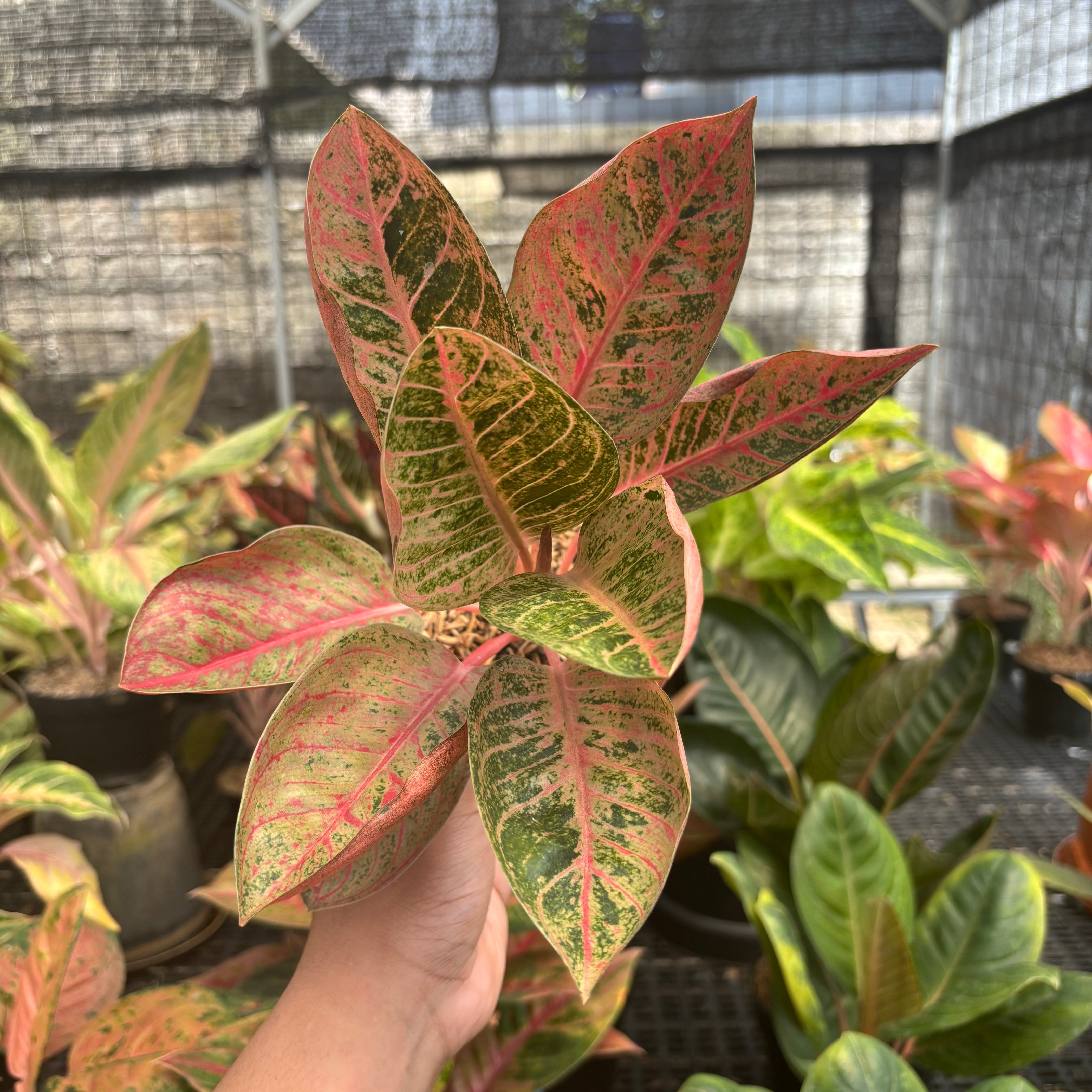 aglaonema harlequin plant Aglaonema Chitsanu