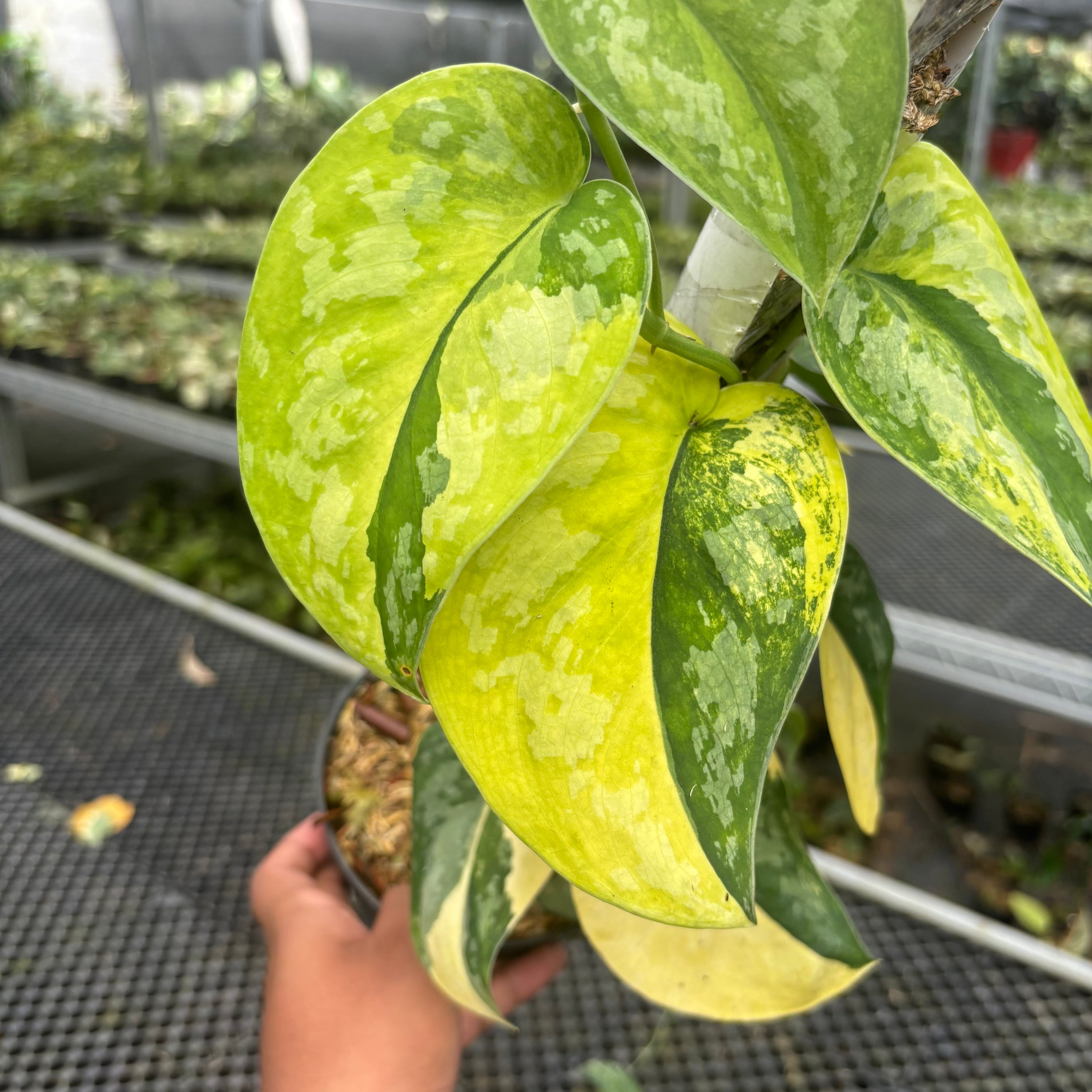 Scindapsus Andalas