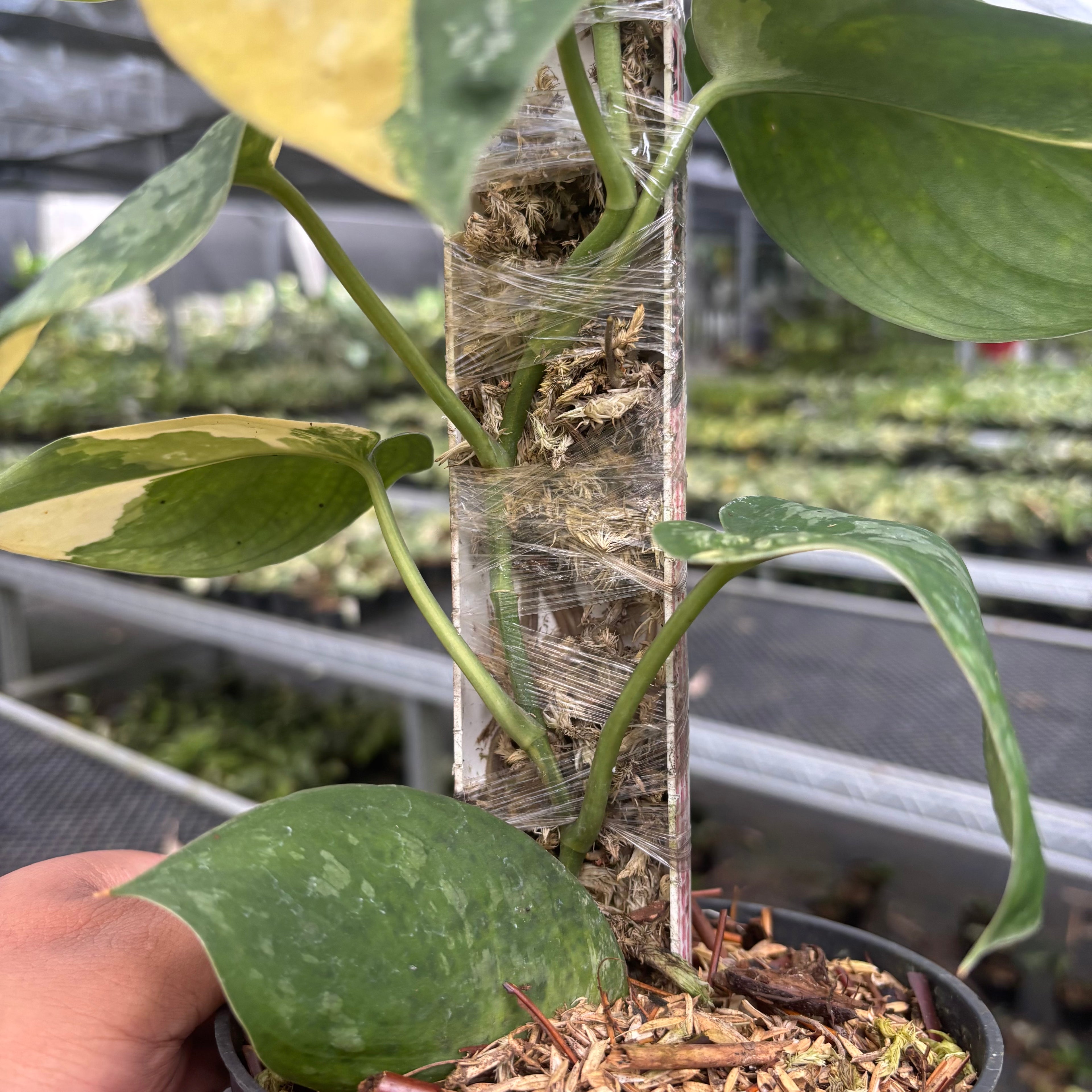 Scindapsus Andalas