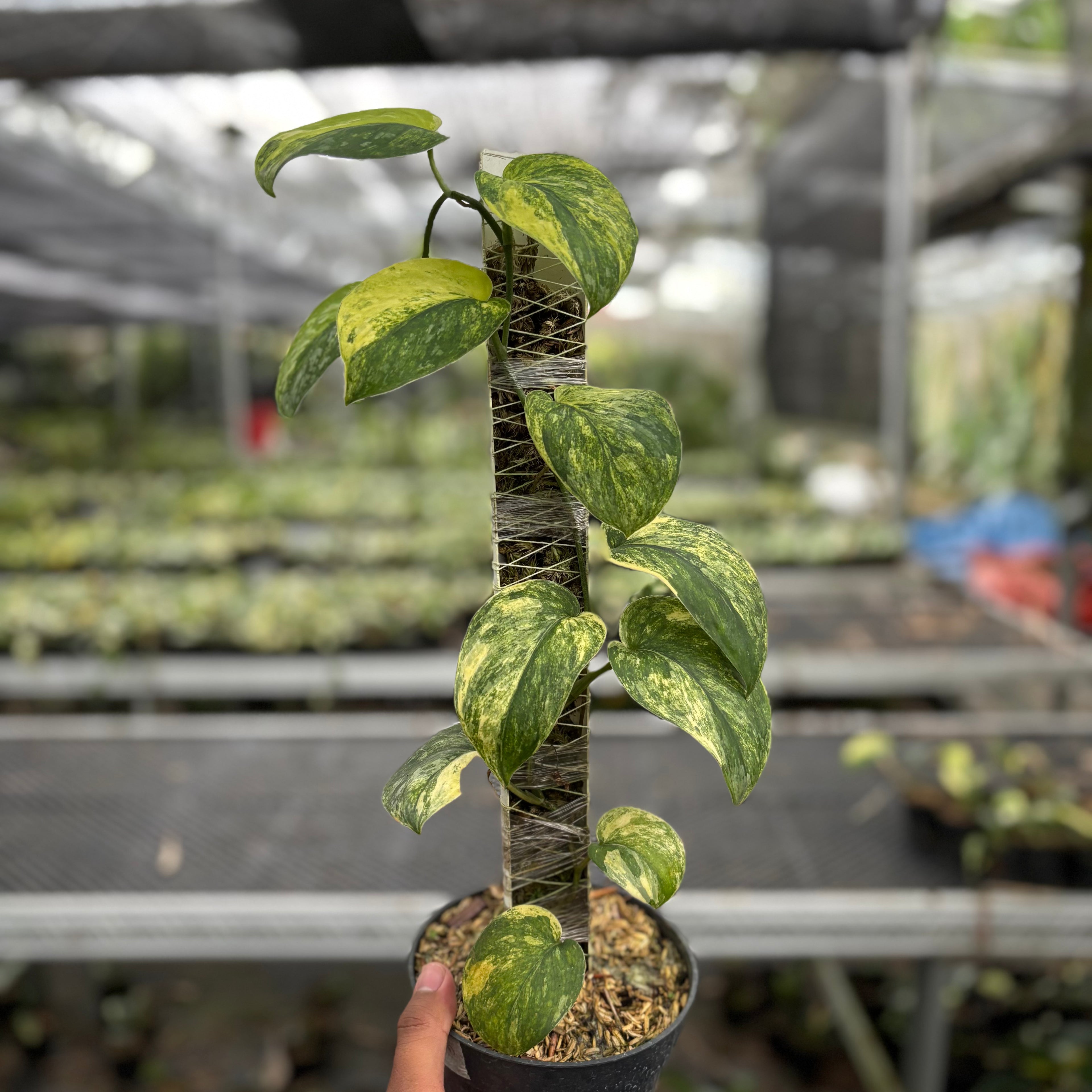 Scindapsus Parahyangan
