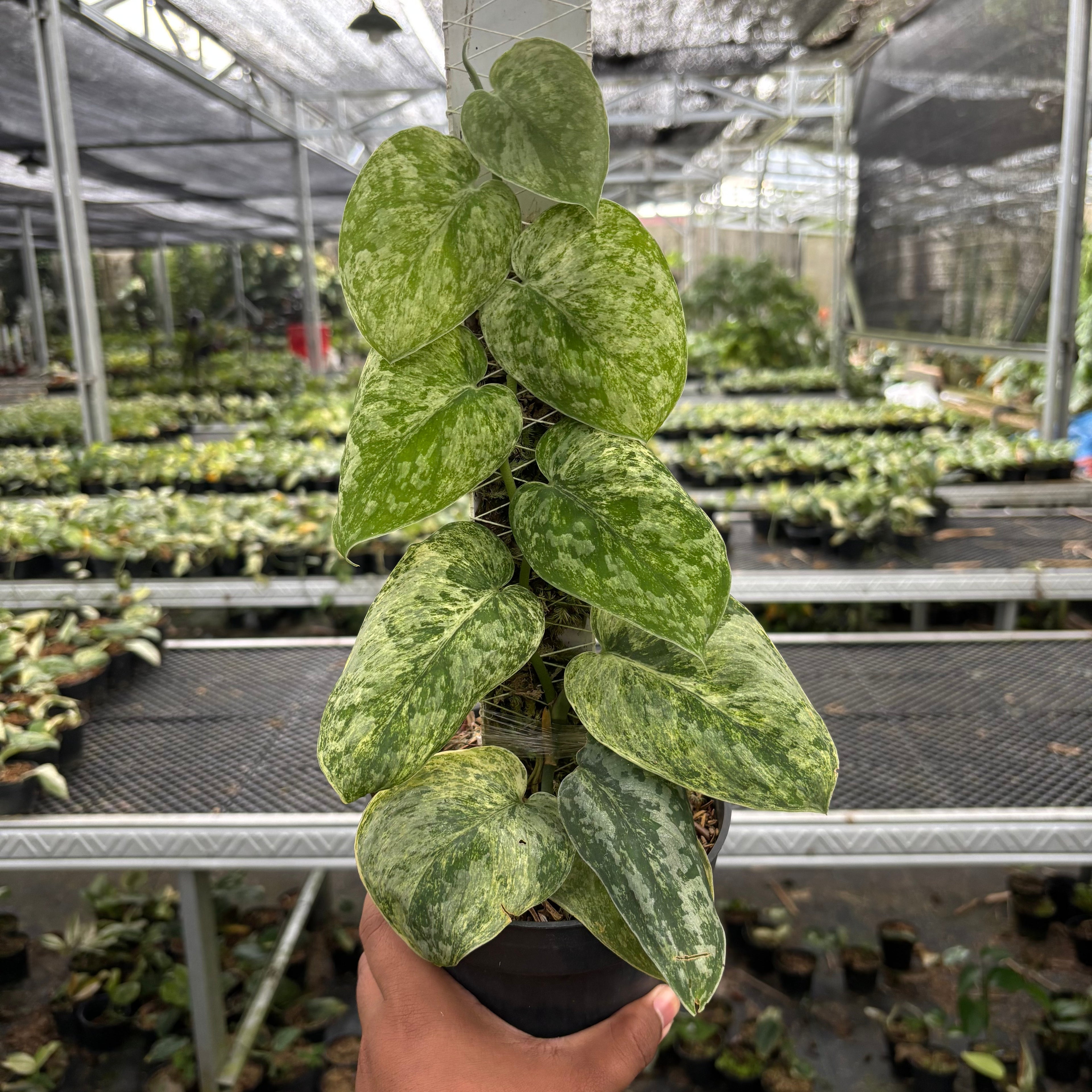 Scindapsus Tembaga