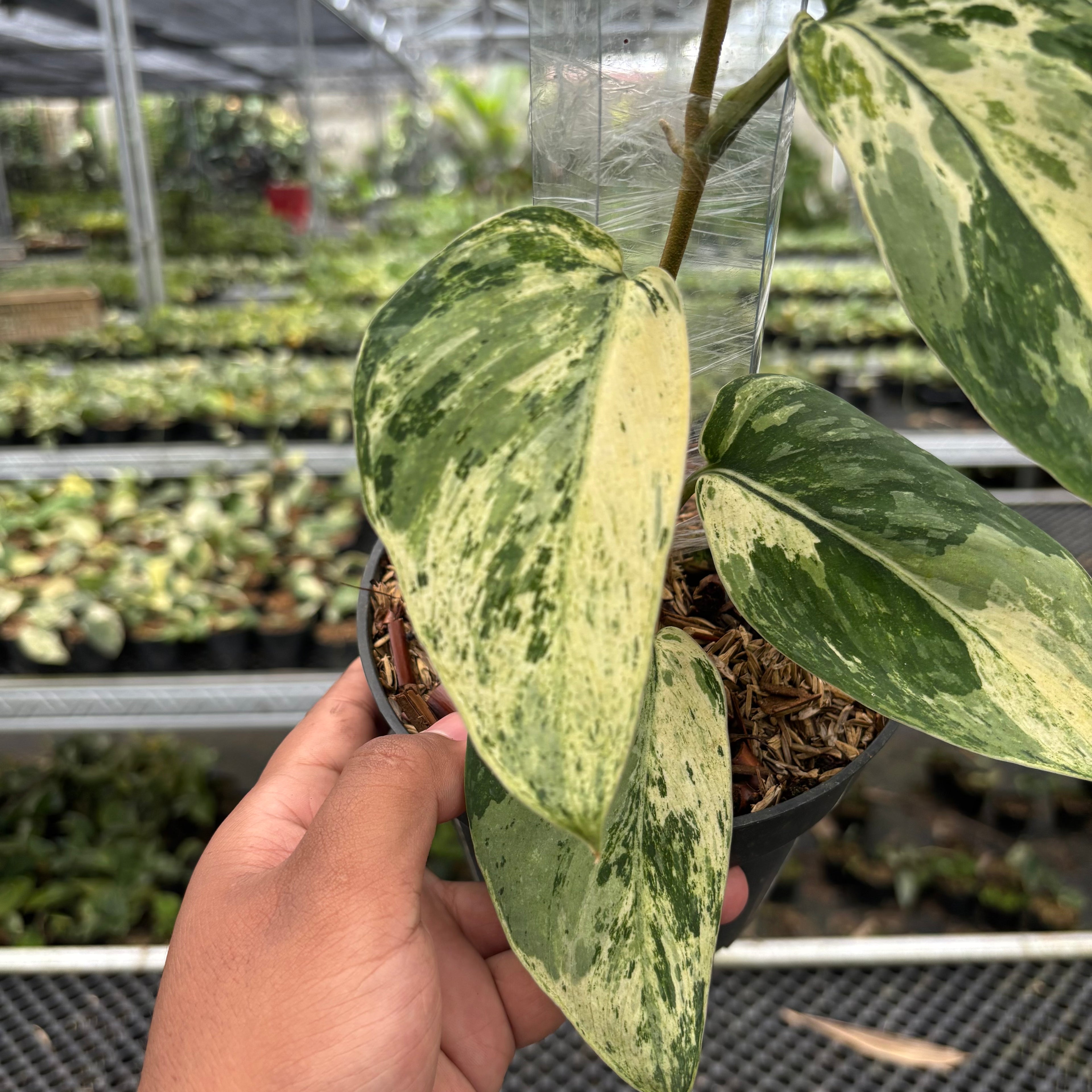 Scindapsus Bahorox