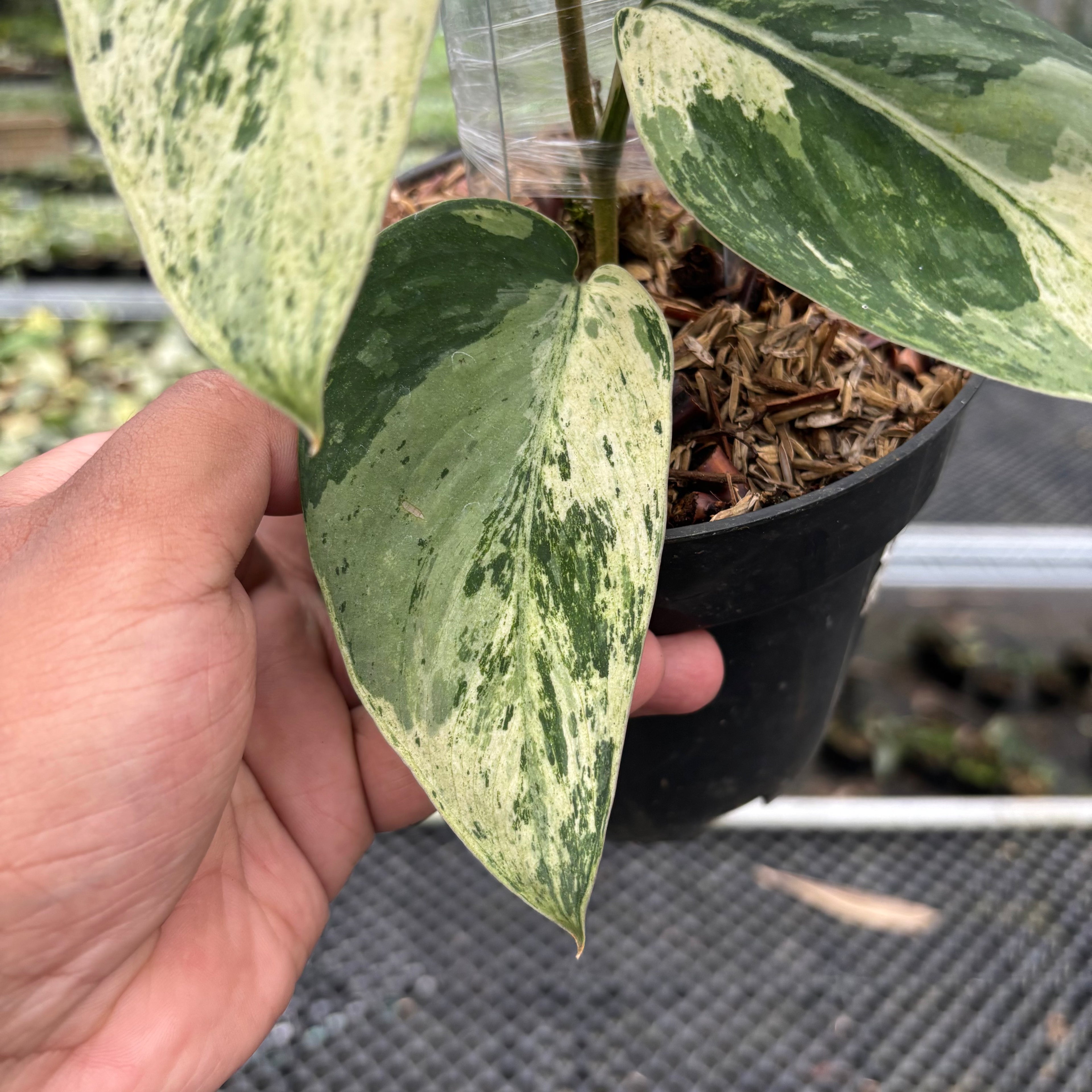 Scindapsus Bahorox