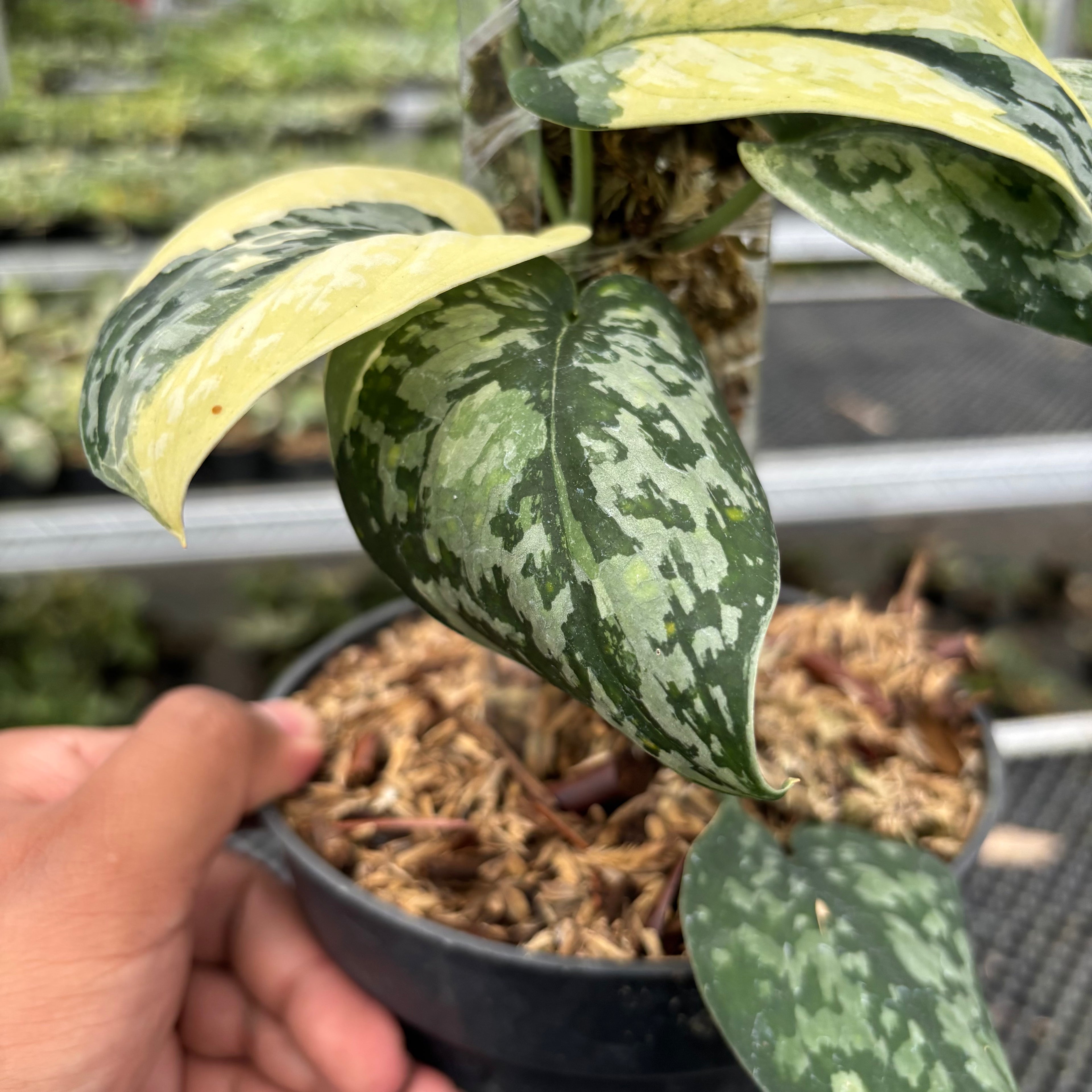 Scindapsus Wheet Diamond