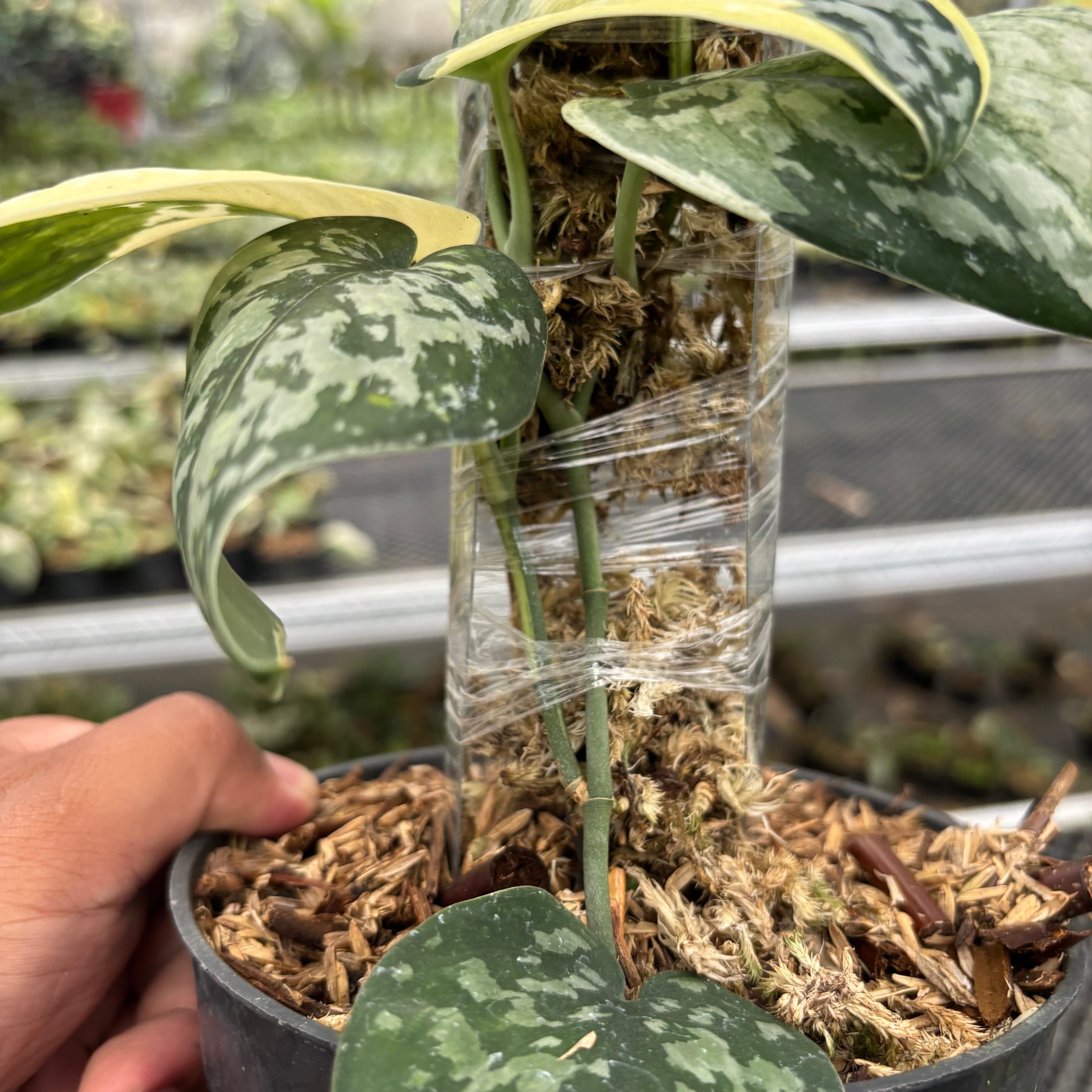 Scindapsus Wheet Diamond
