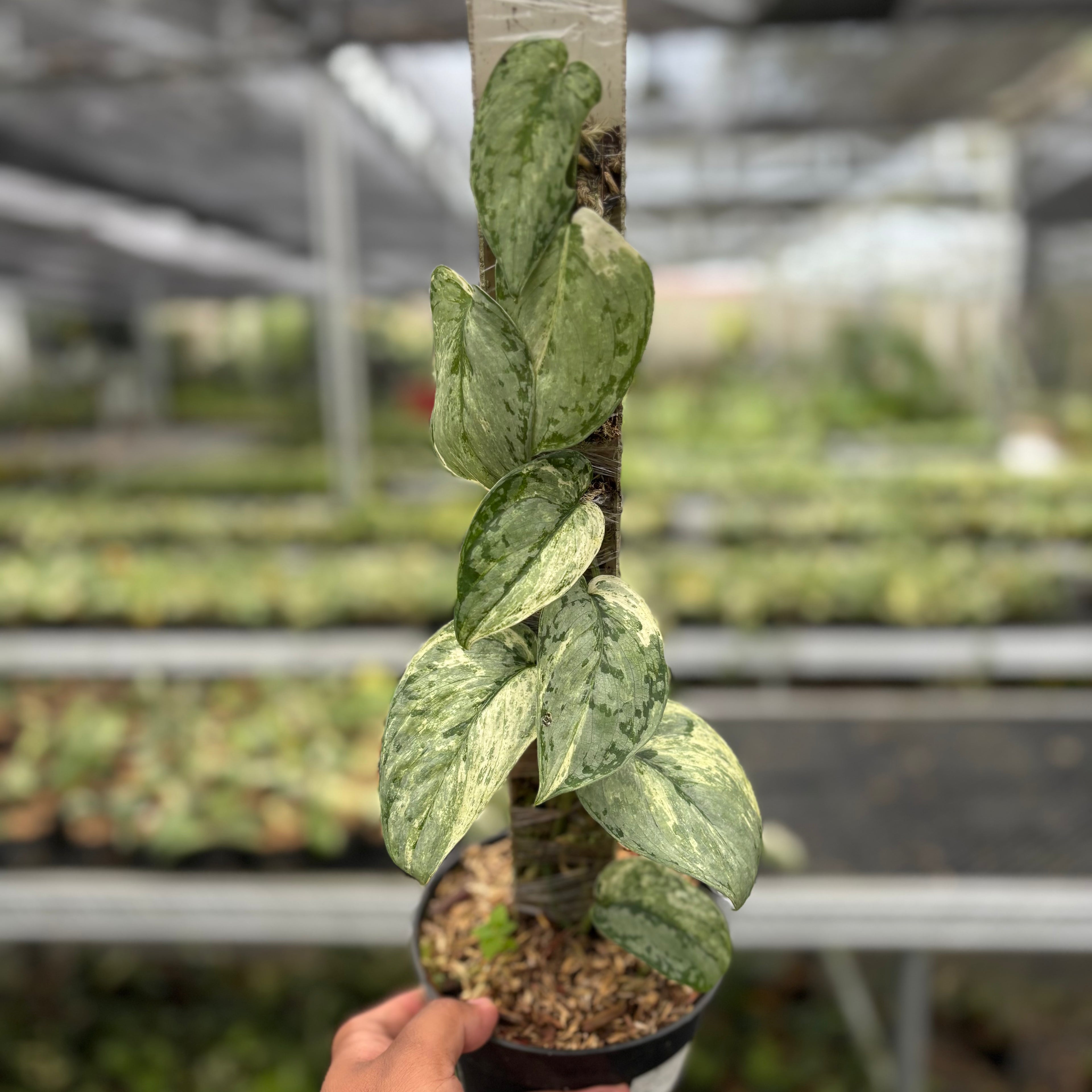 Scindapsus Peasun
