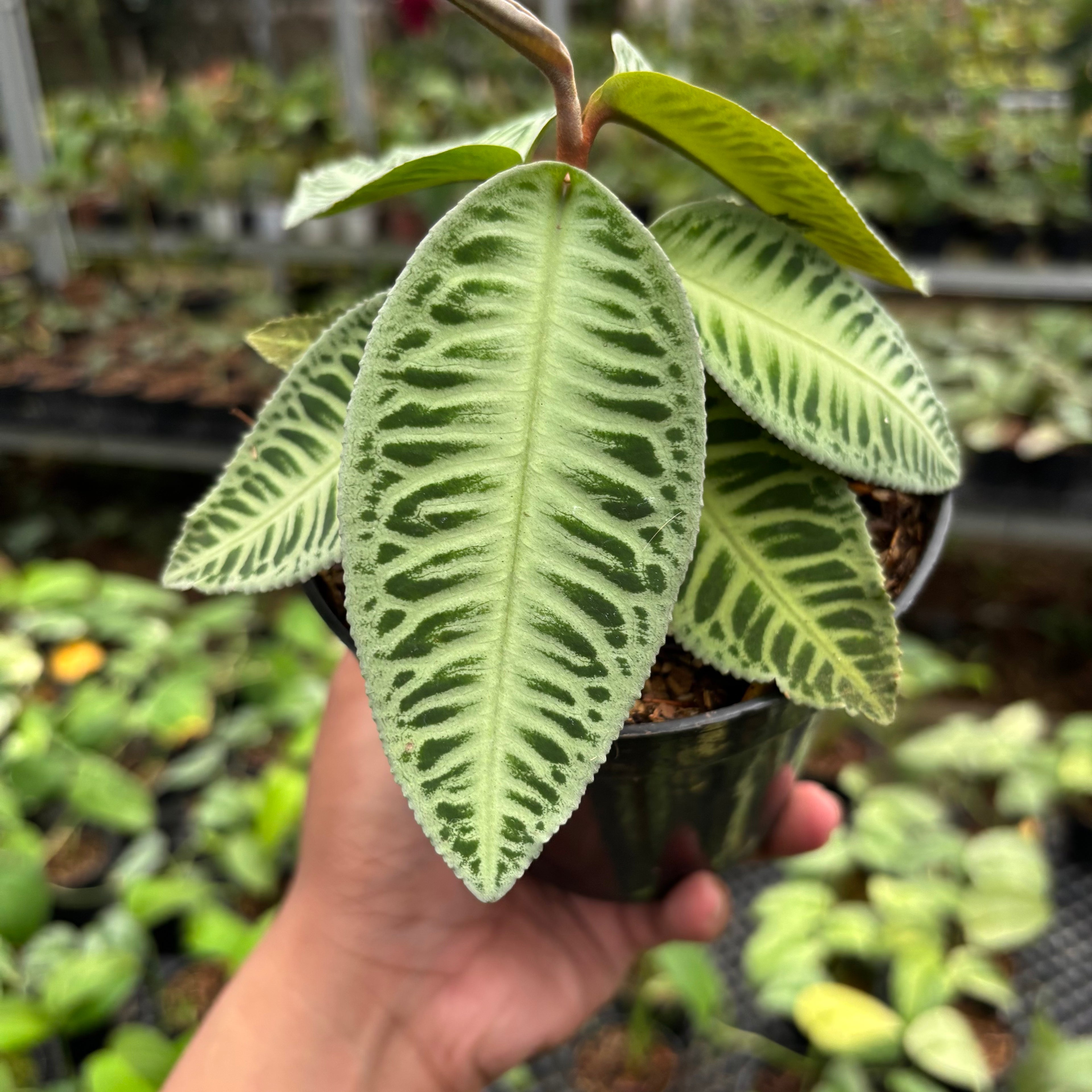 Labisia Green Rare Patern