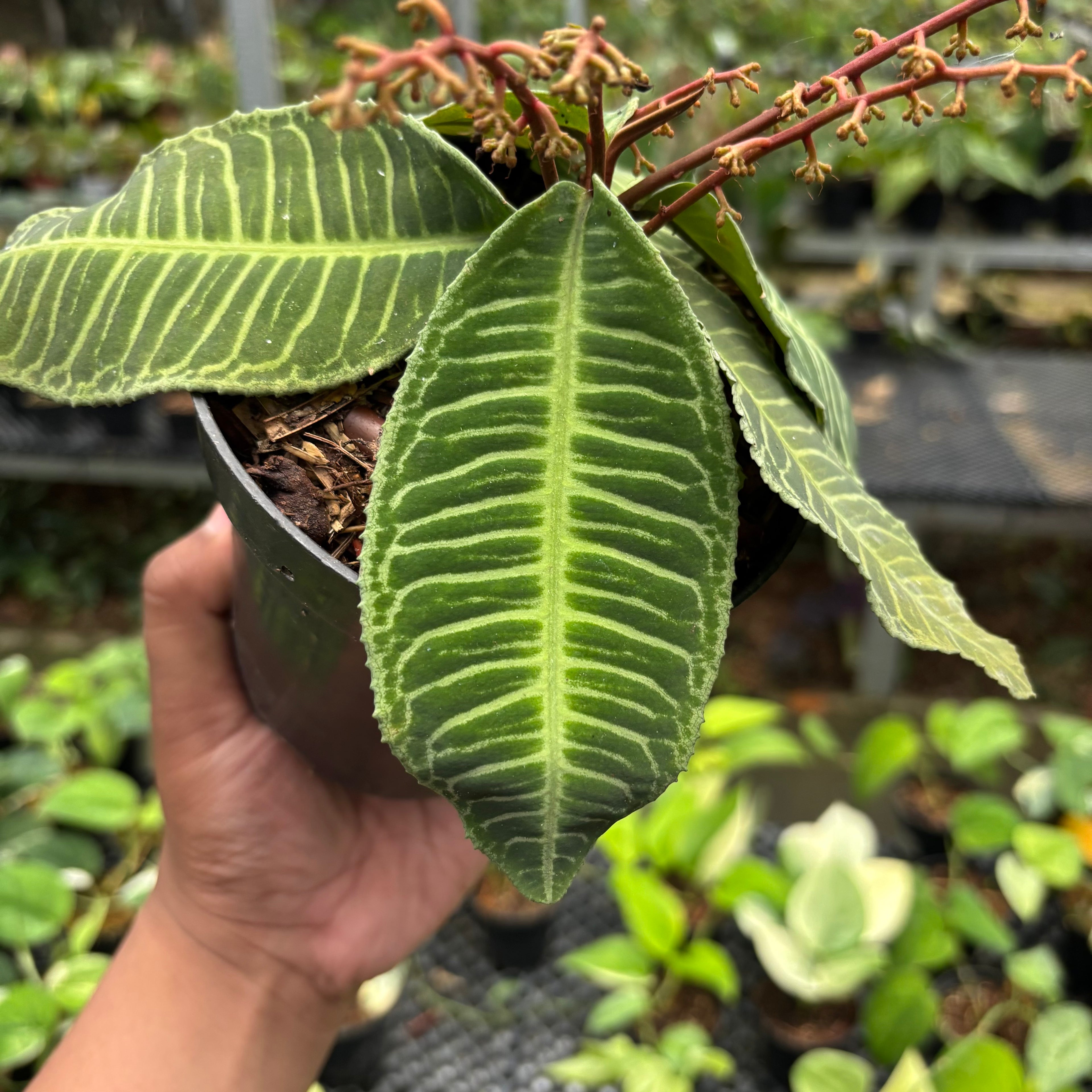 Labisia Green Selected