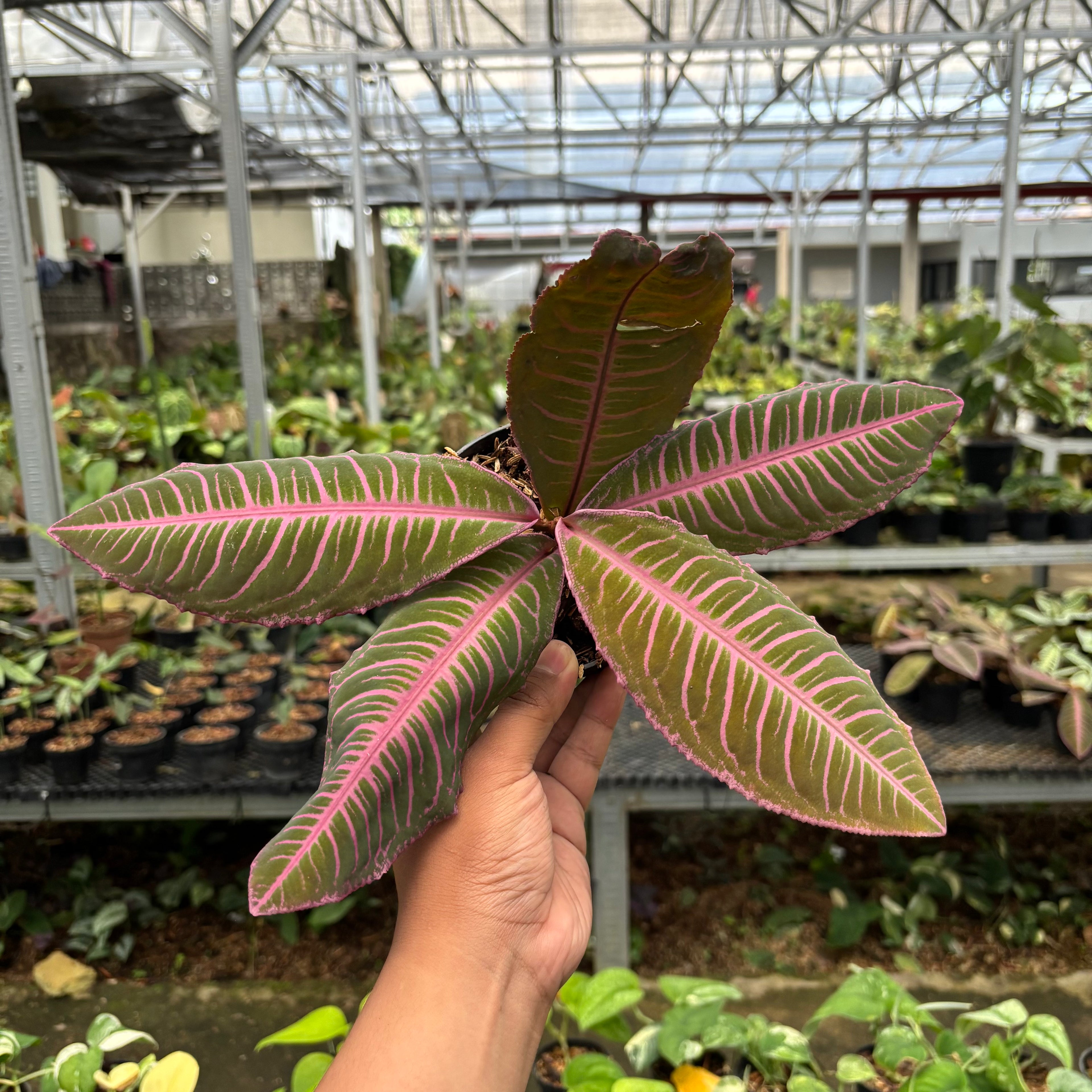 Labisia Pink Rare Patern