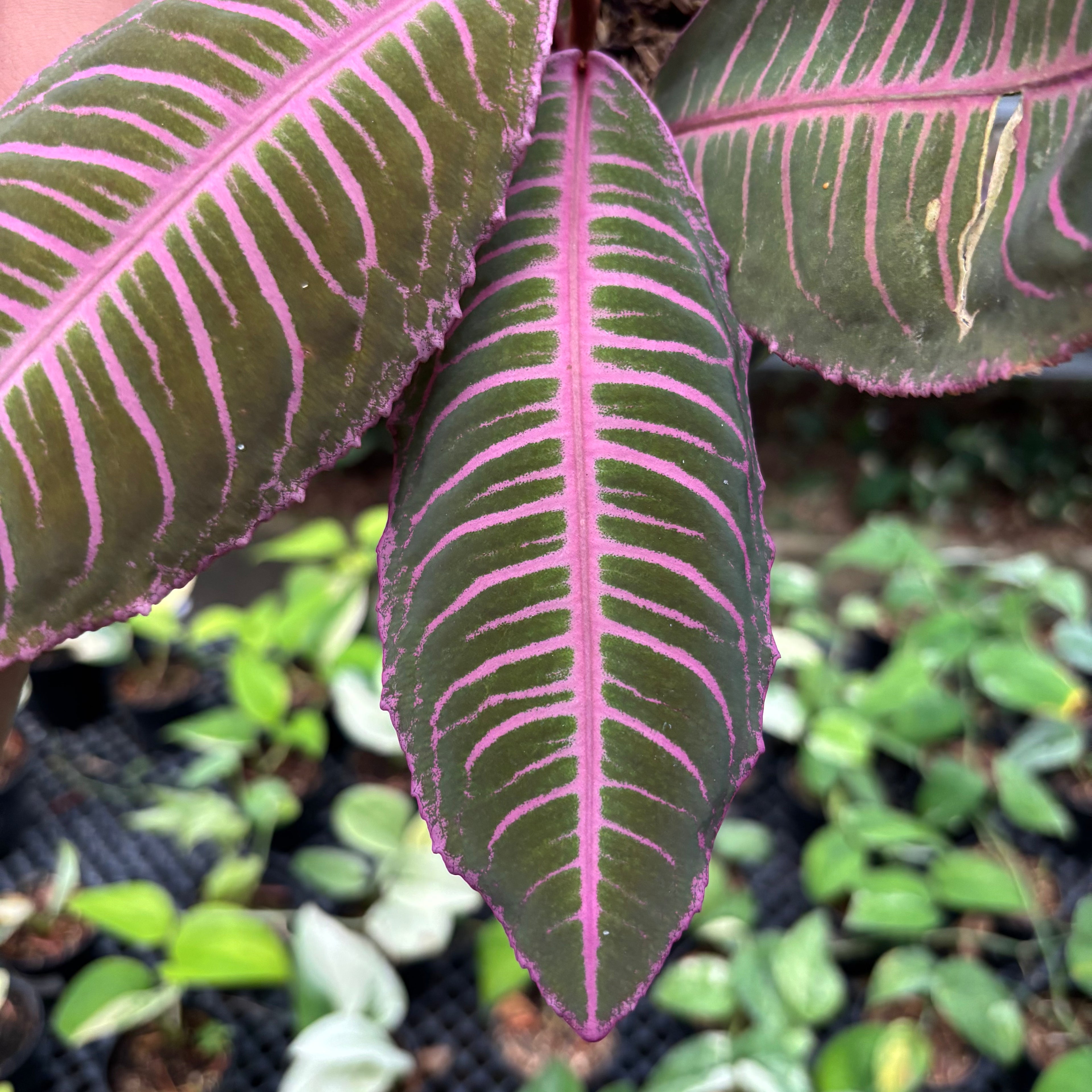 Labisia Pink Rare Patern