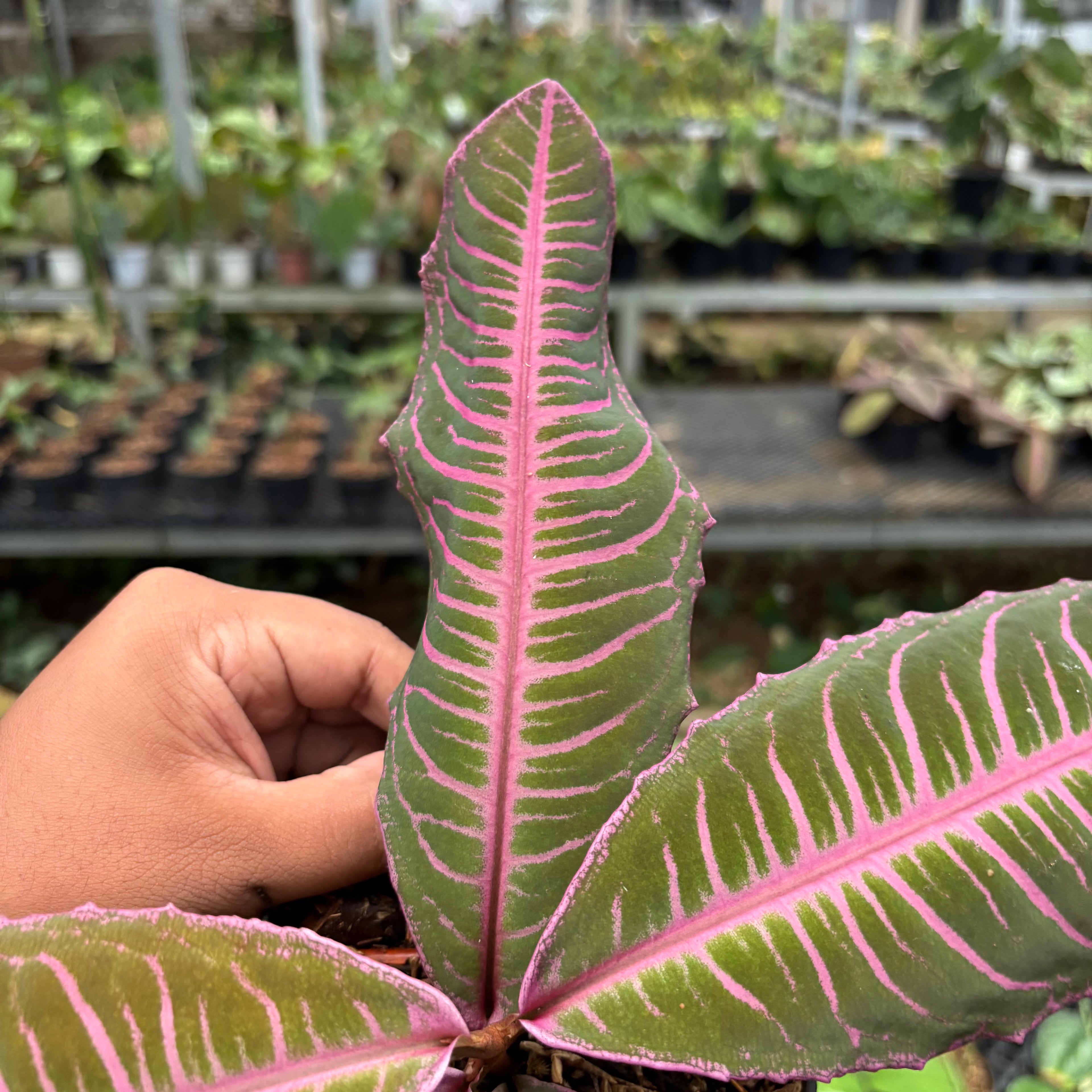 Labisia Pink Rare Patern