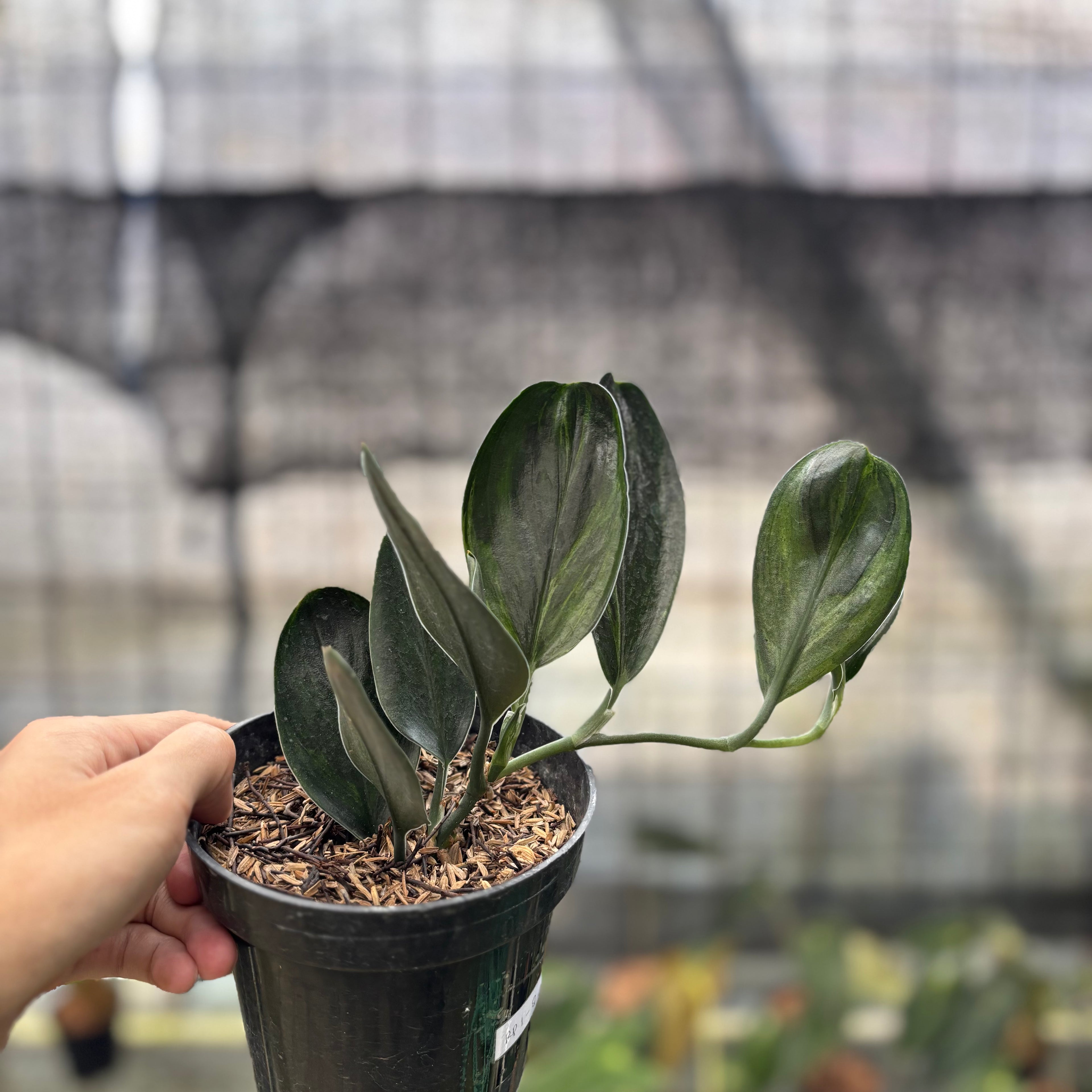 RP1-8 Scindapsus Treaubi Black