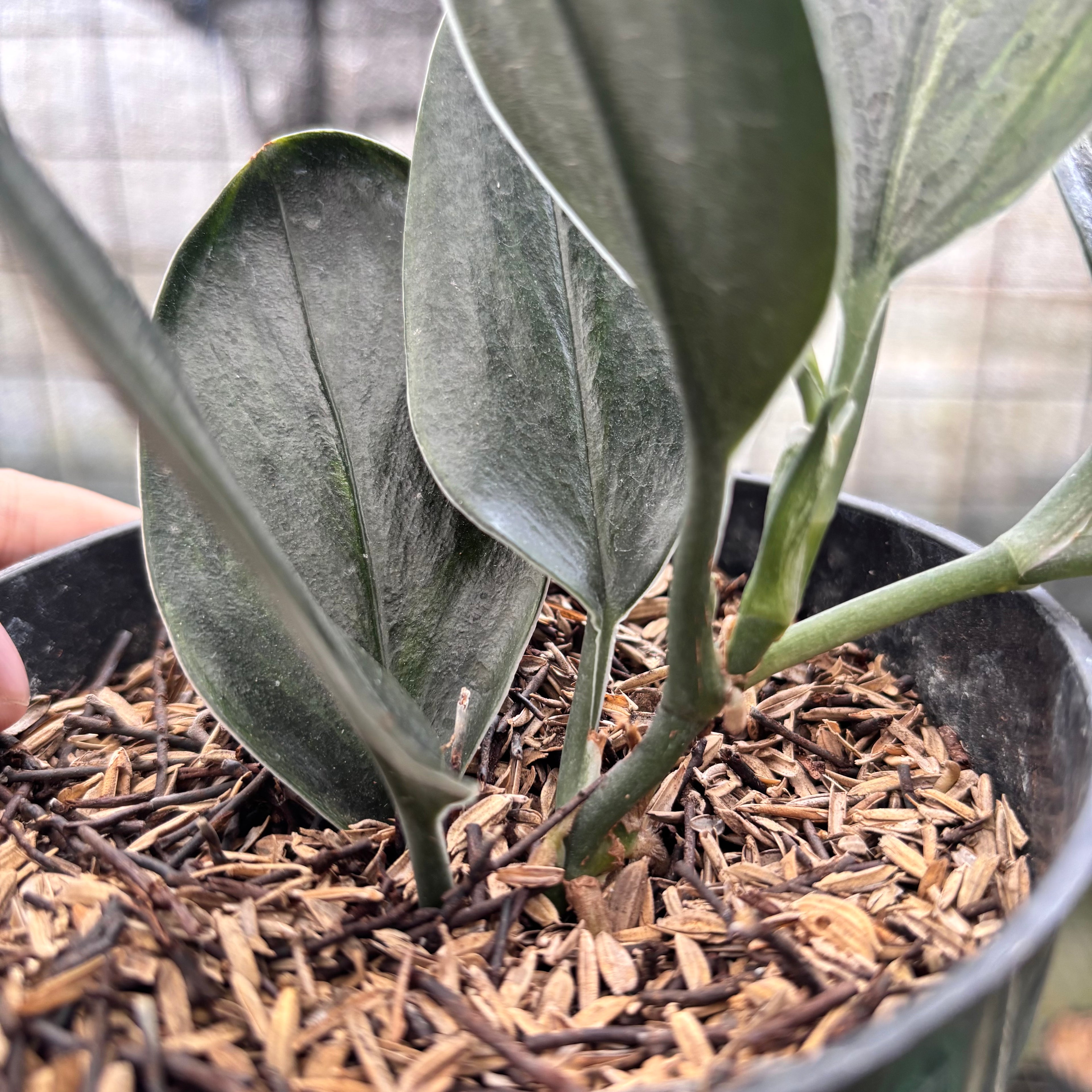 RP1-8 Scindapsus Treaubi Black