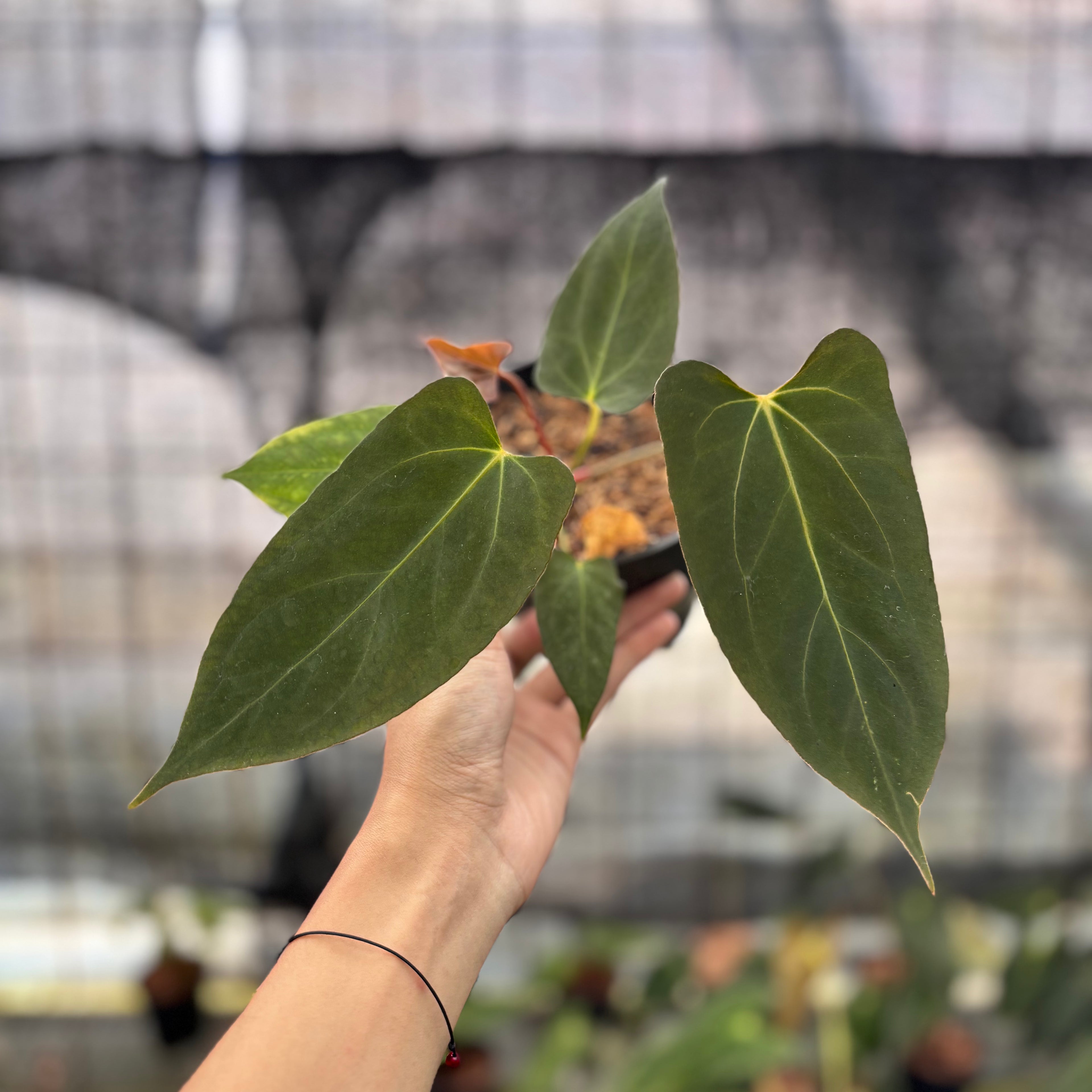 RP2-8 Anthurium Fortsherman x GOG
