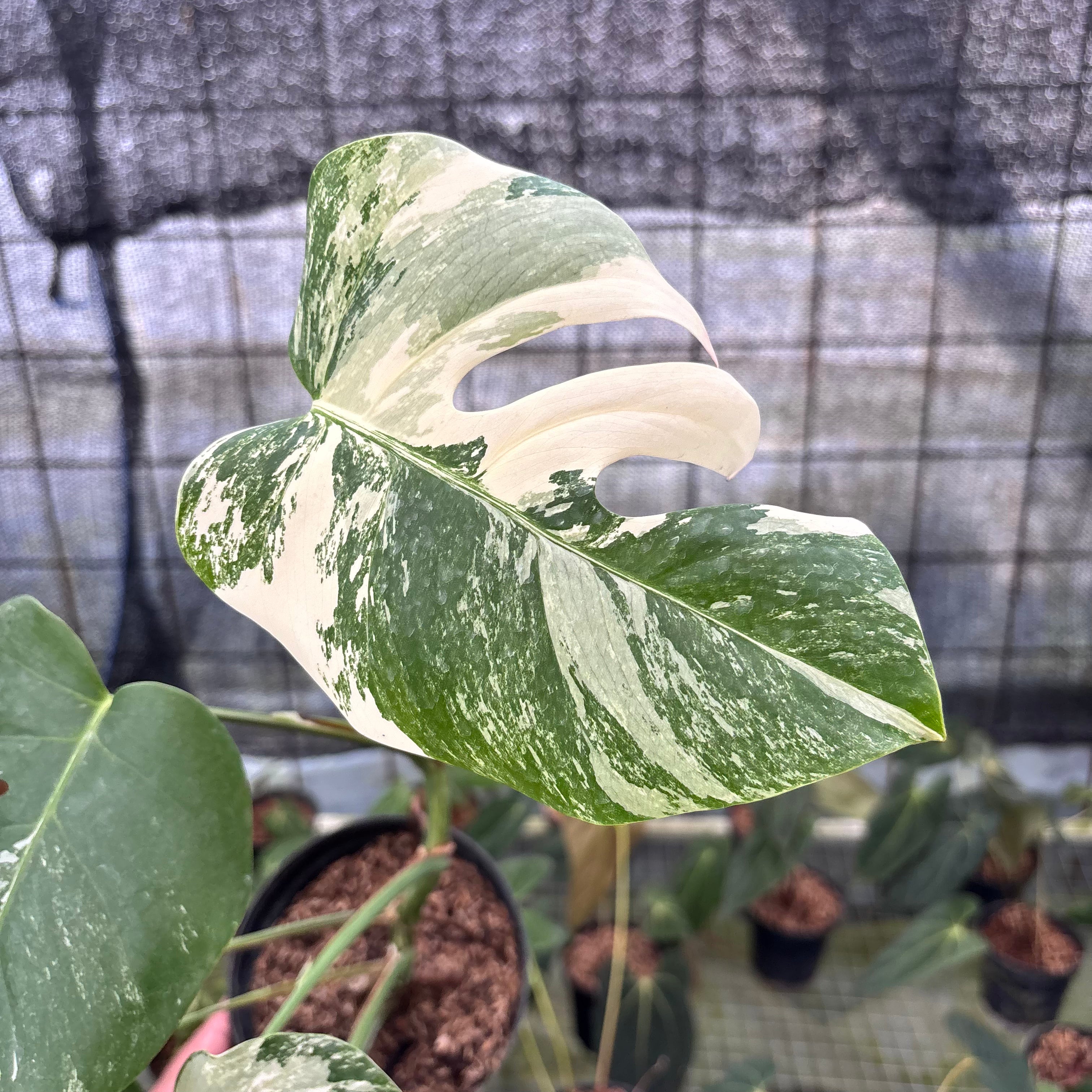 RP6-8 Monstera Albo Variegated