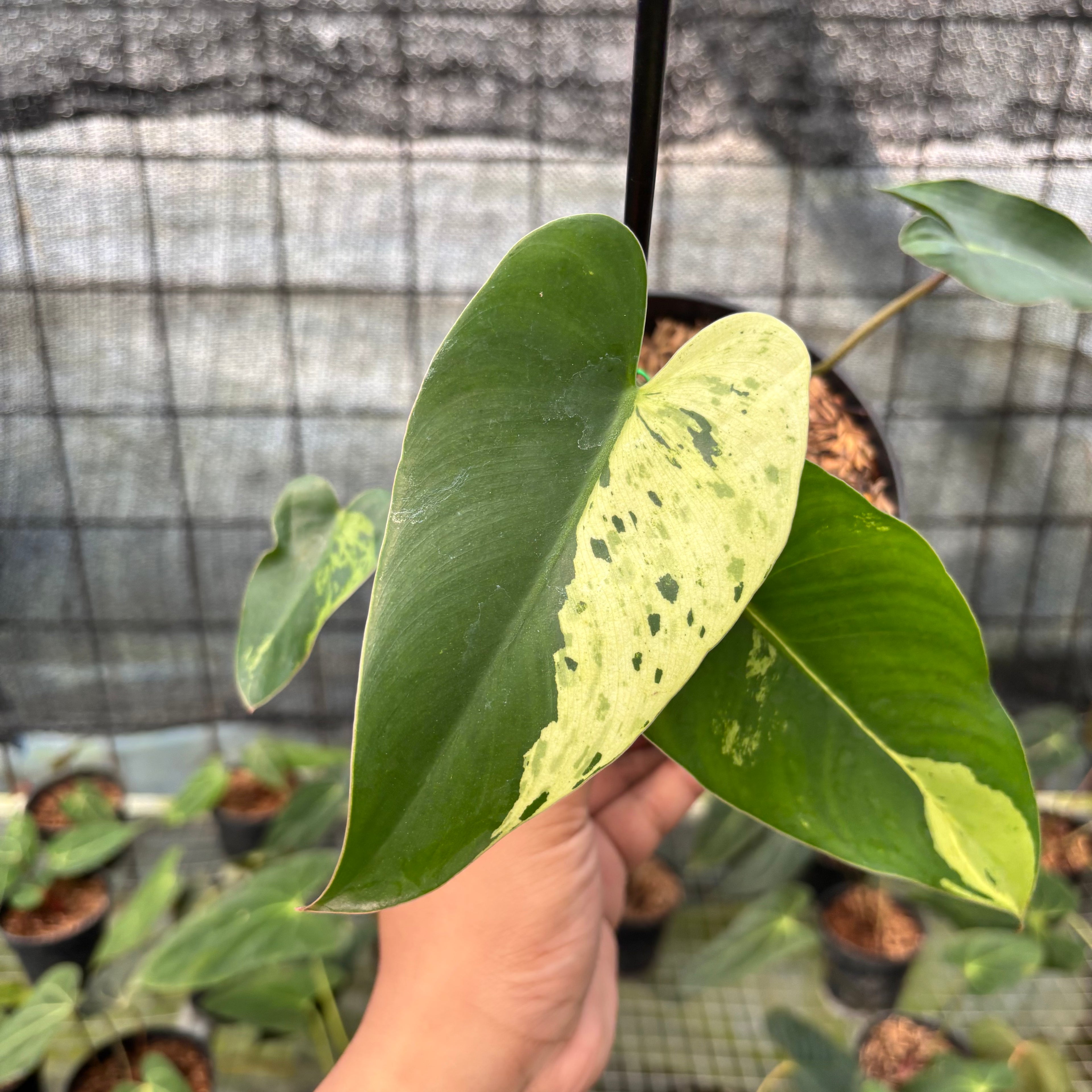 RP7-8 Philodendron Ilsemani Variegated