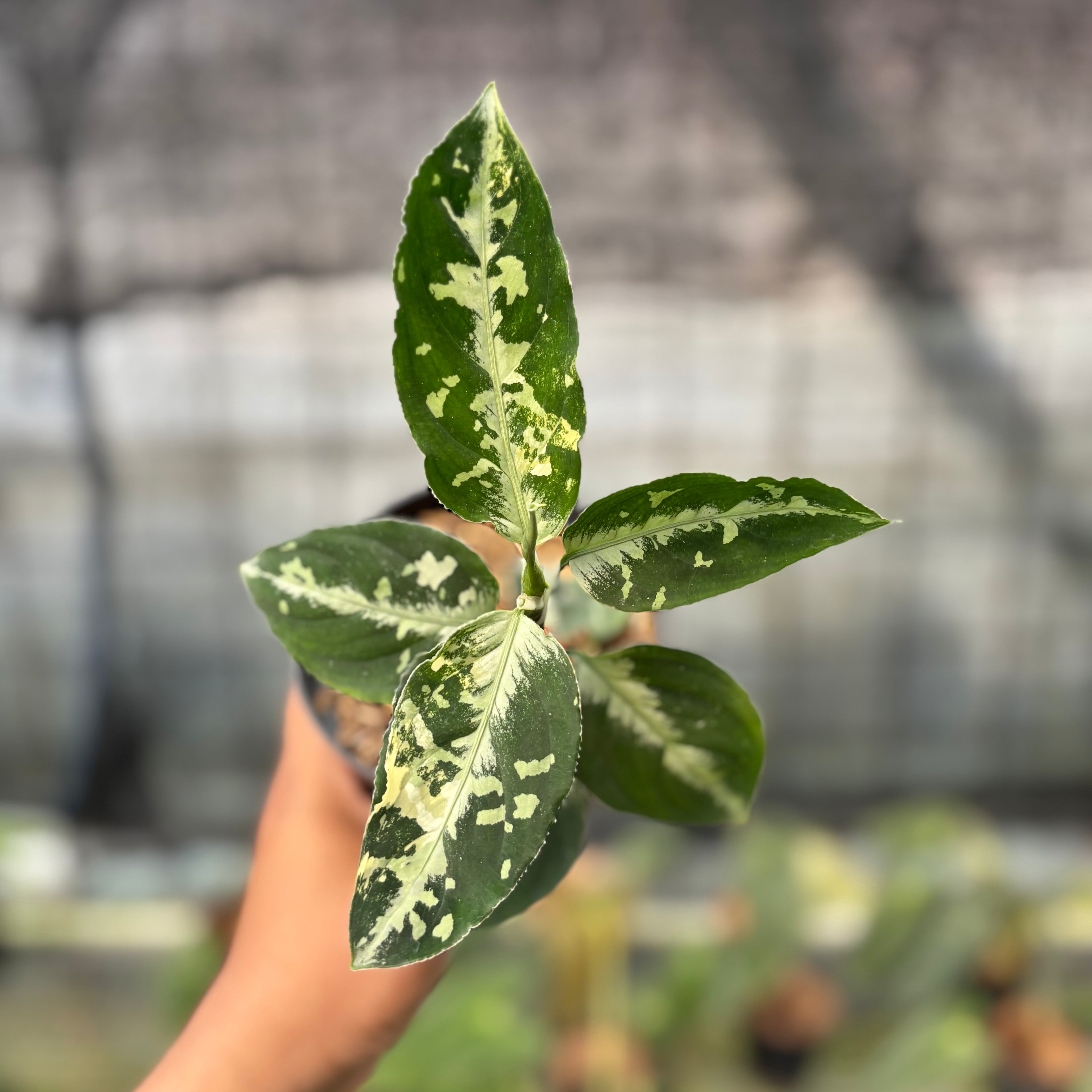 RP14-8 Aglaonema Pictum Beecolor Variegated