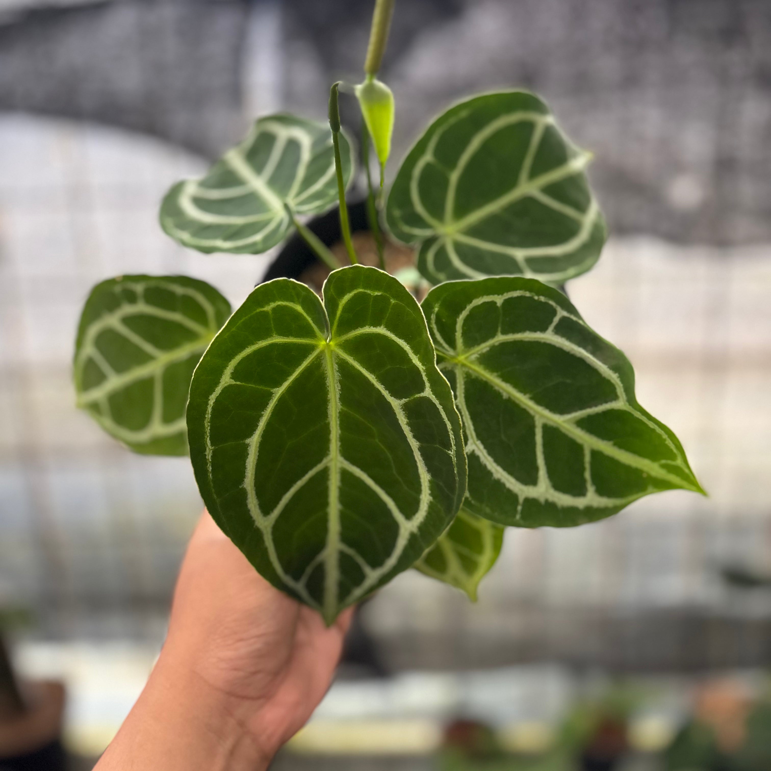 RP16-8 Anthurium Crystallinum Ortodox