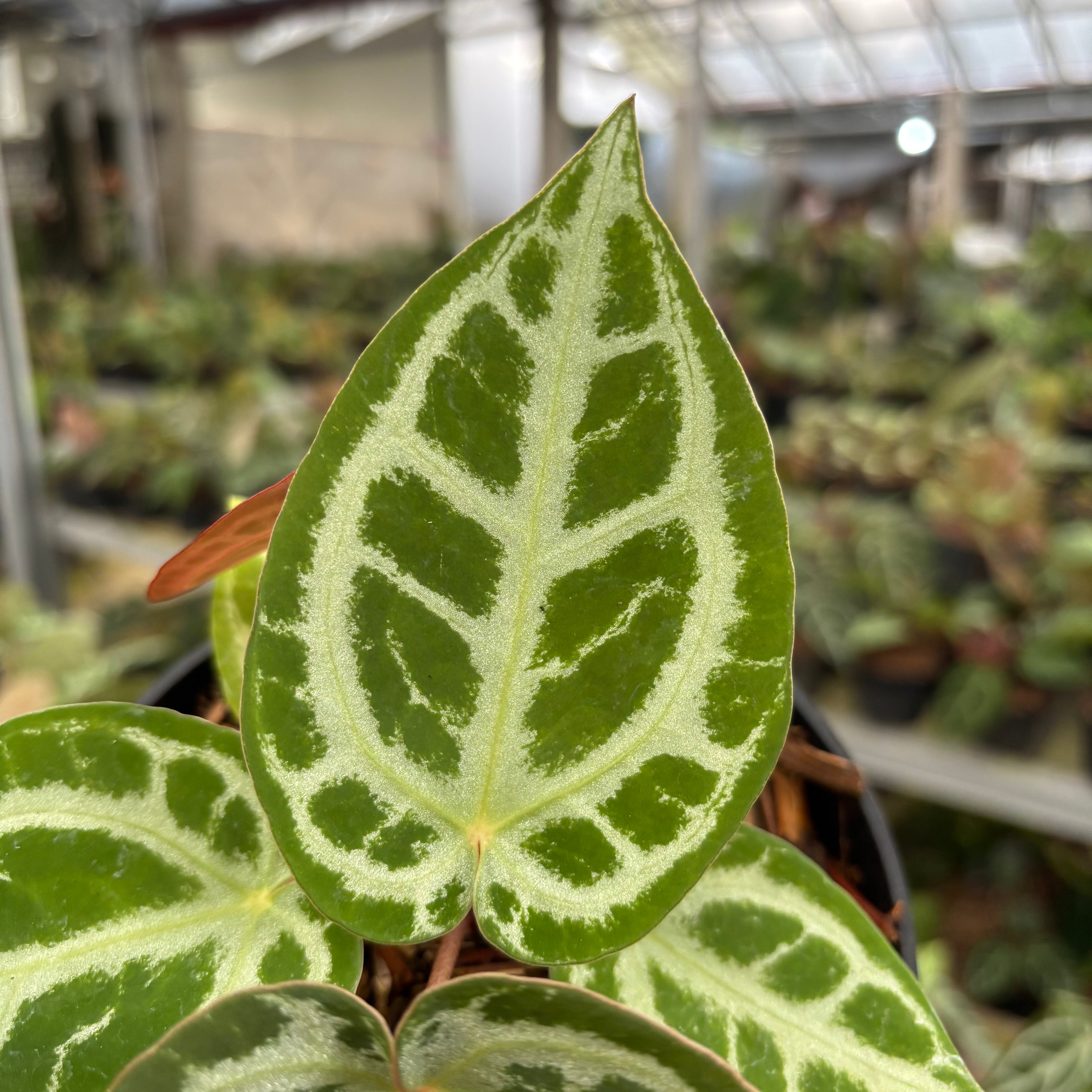 Anthurium Silver Chrome x Michelle