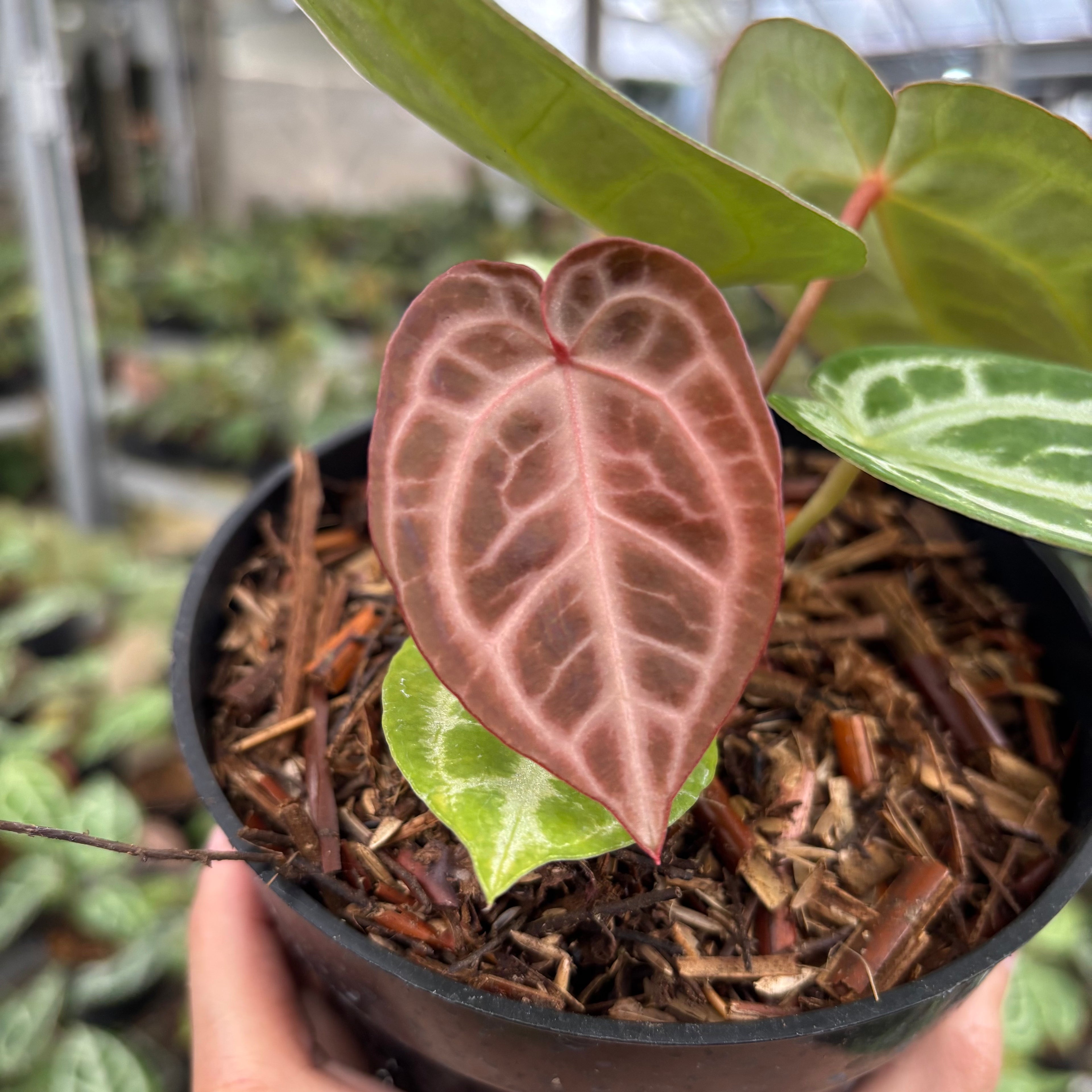 Anthurium Silver Chrome x Michelle