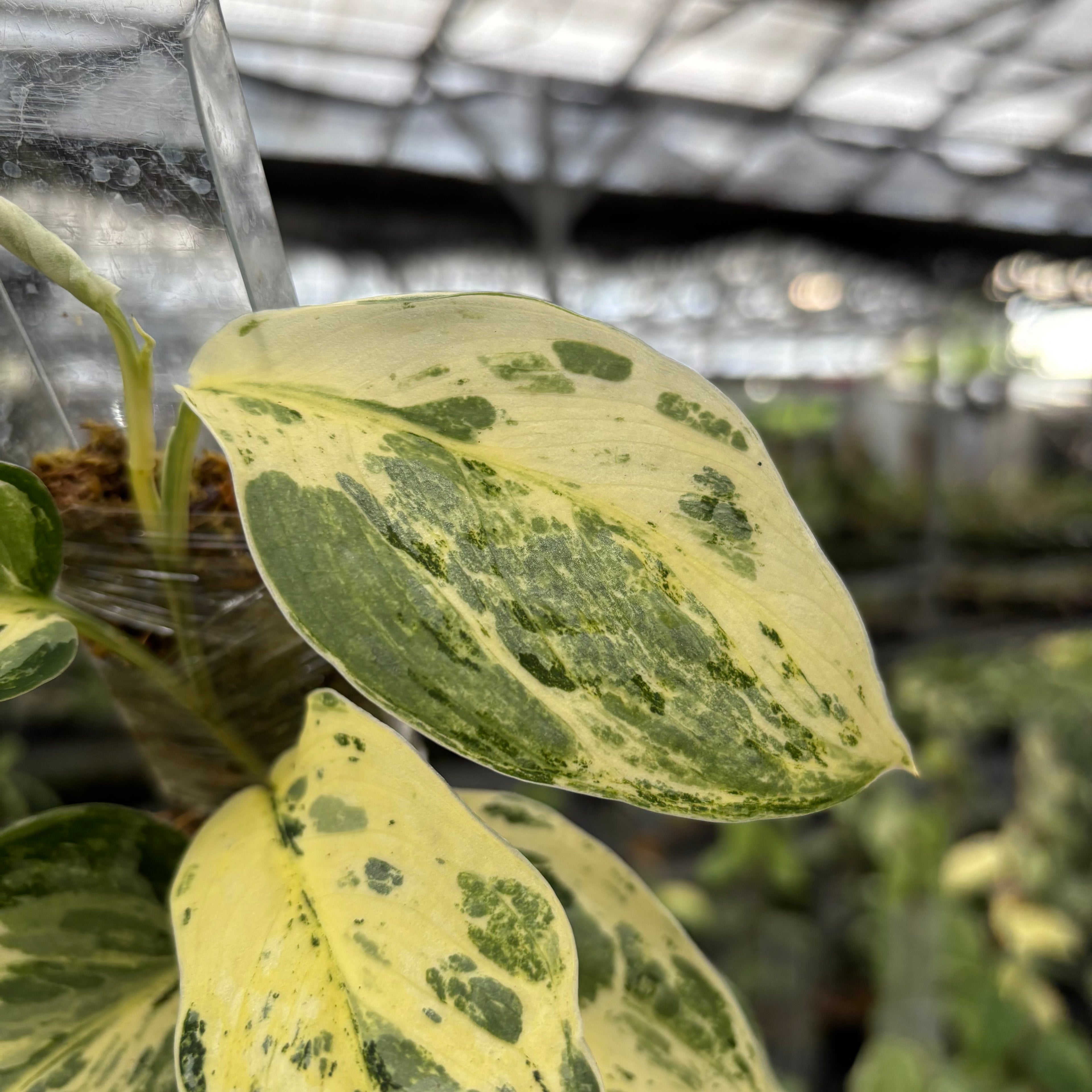 Scindapsus Exotica Salaca