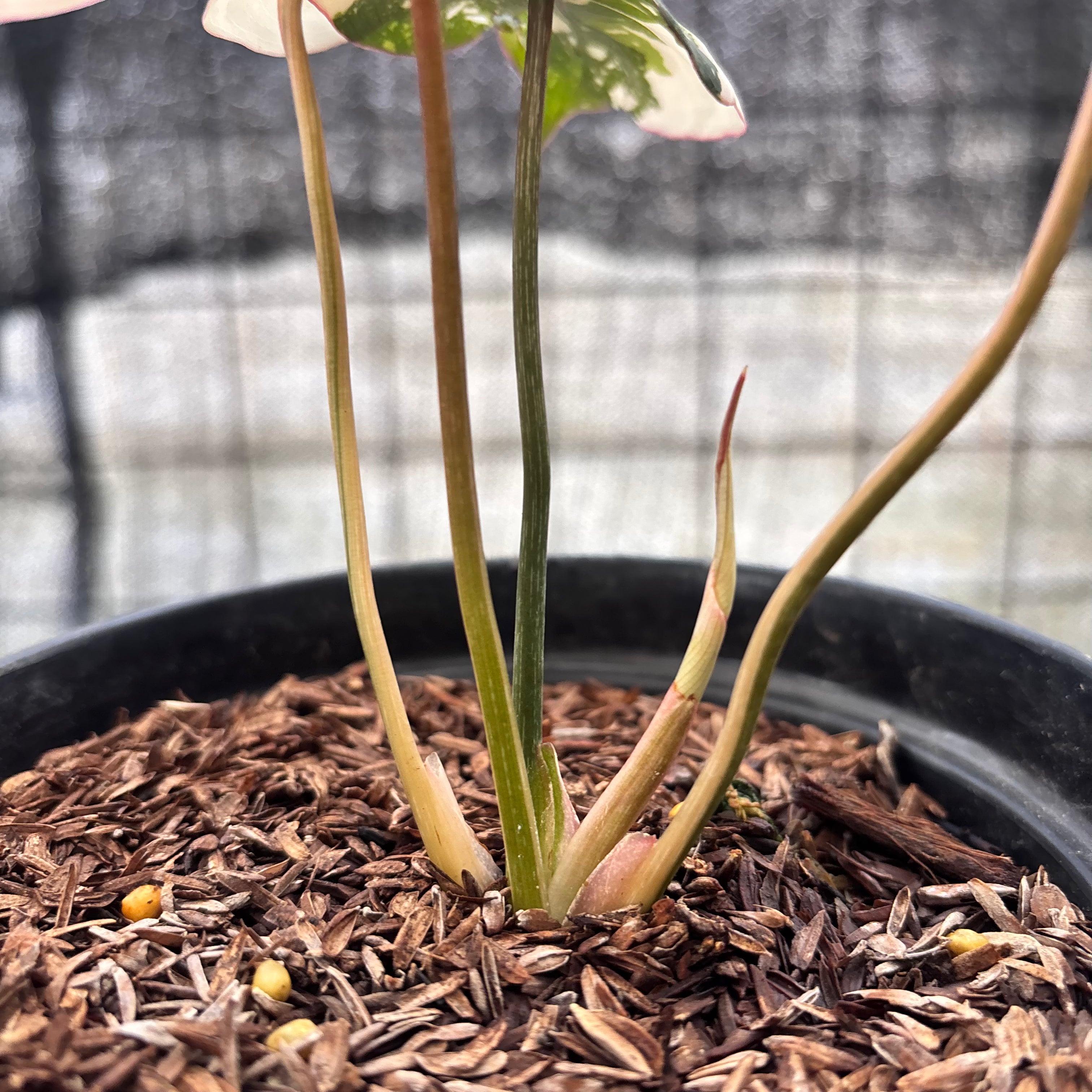 RP17-8 Philodendron Gloriosum Treecolor