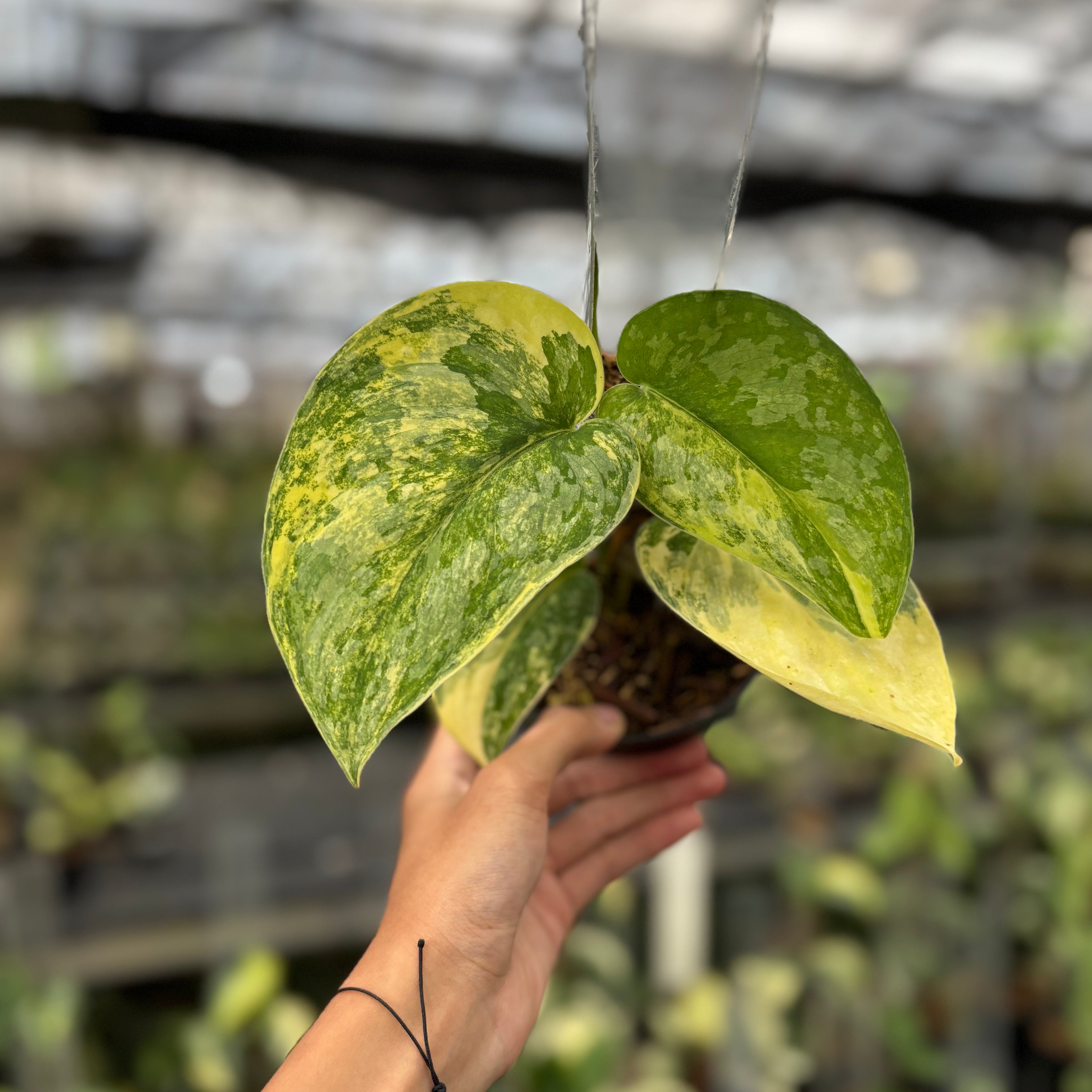 Scindapsus Swarna Bumi