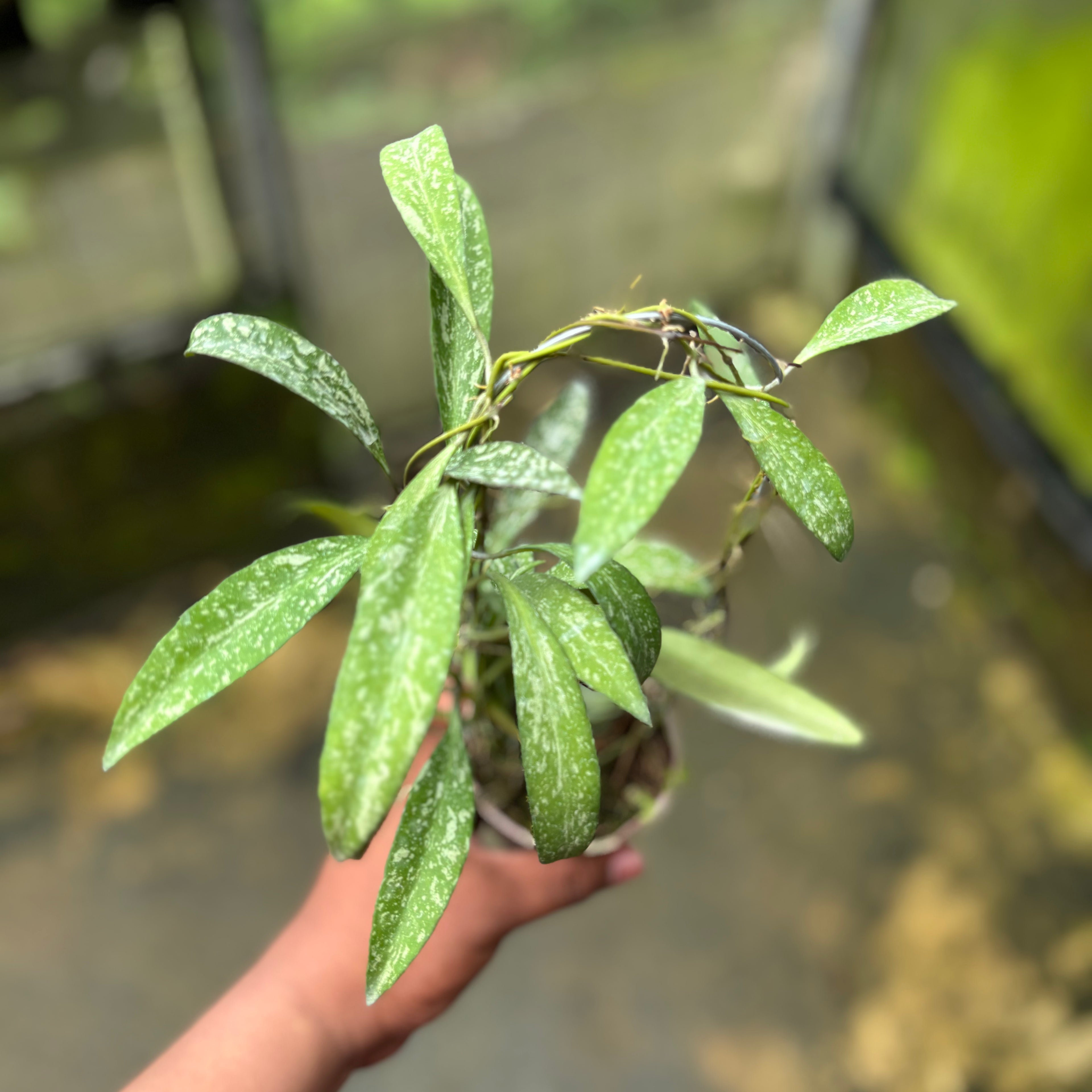 Hoya Lucyae "Sierra Bullones"