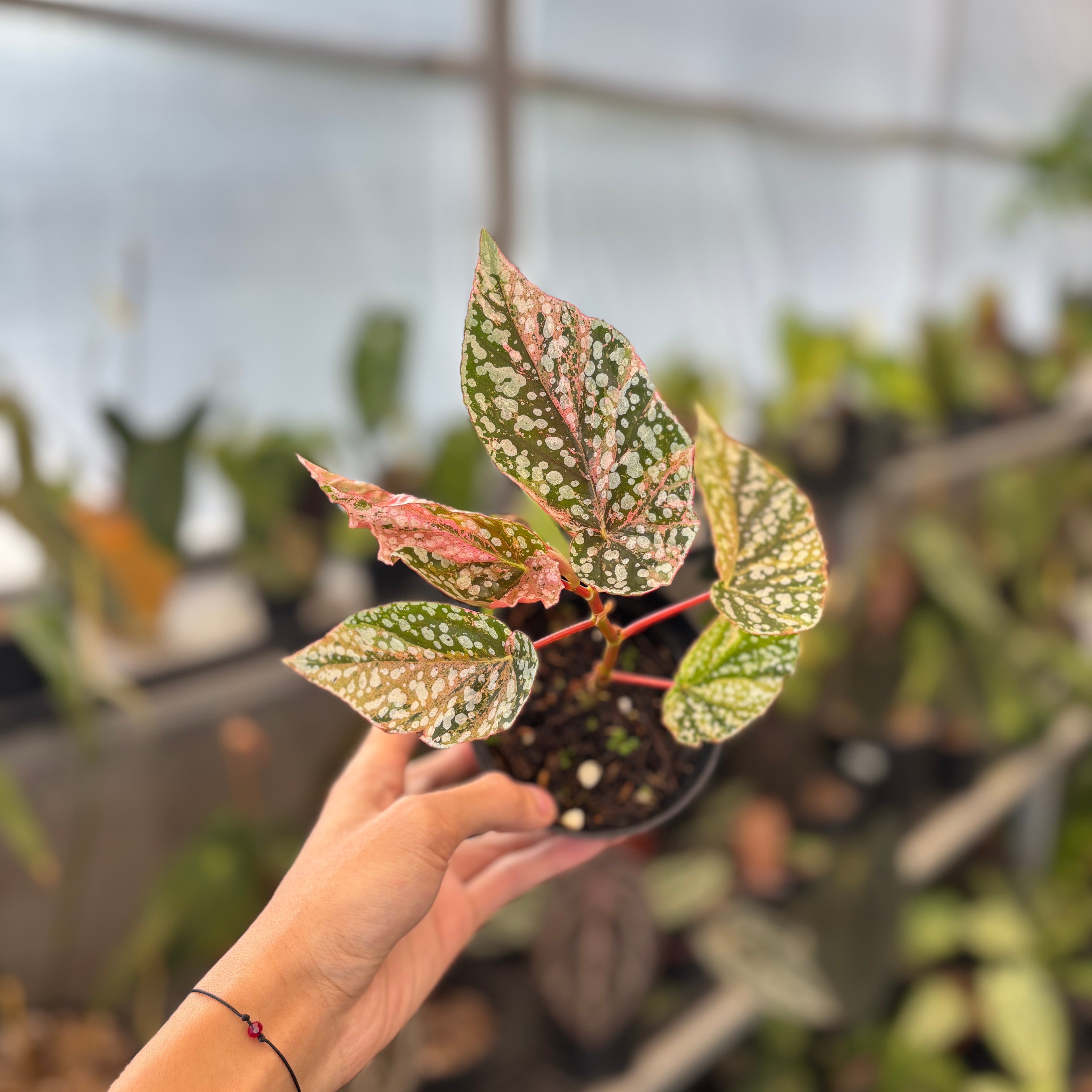 RP91-9 Begonia Snow Capped Variegated