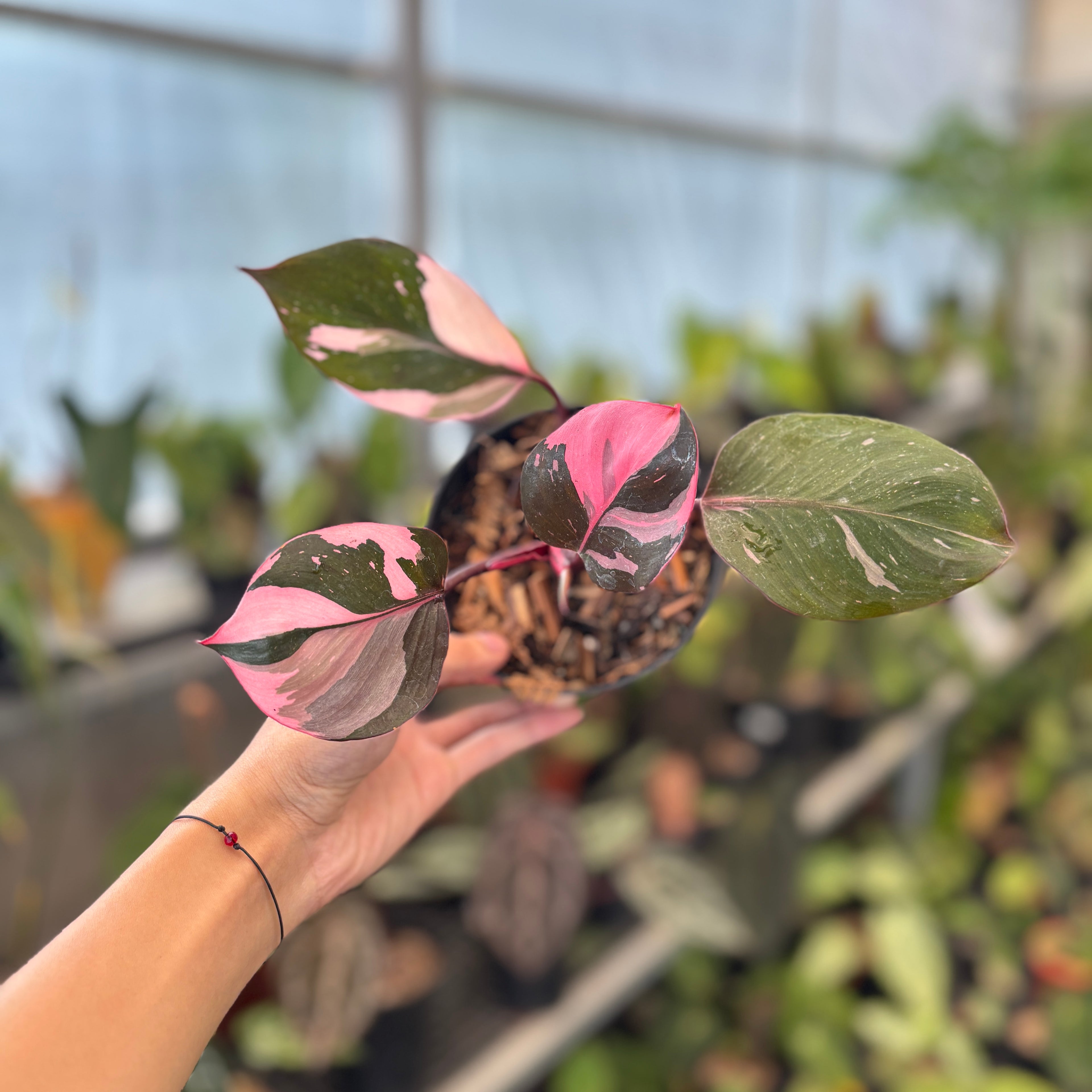 Philodendron White Knight Mutation Pink Variegated