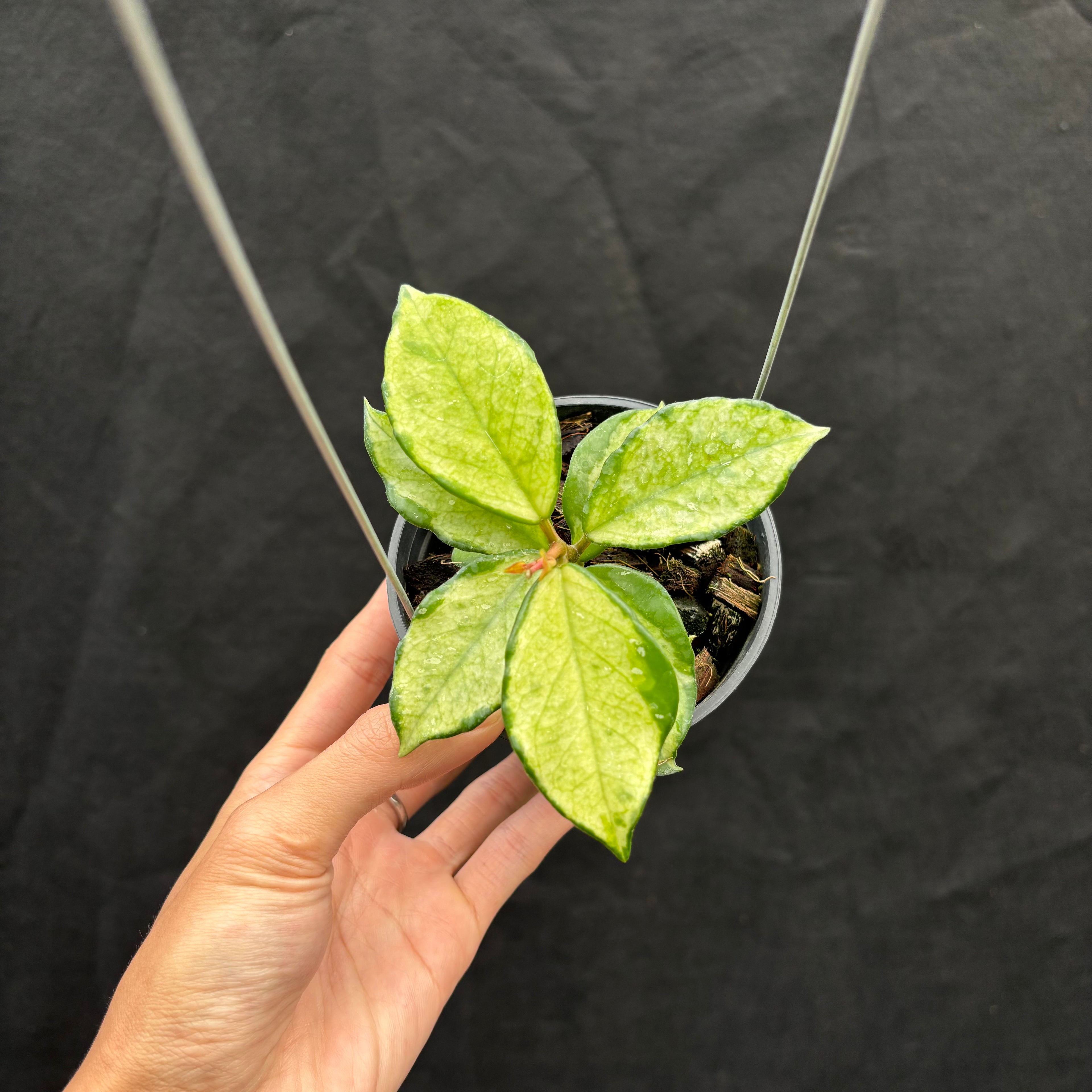 Hoya Carnosa "Freckles Splash" Mutated