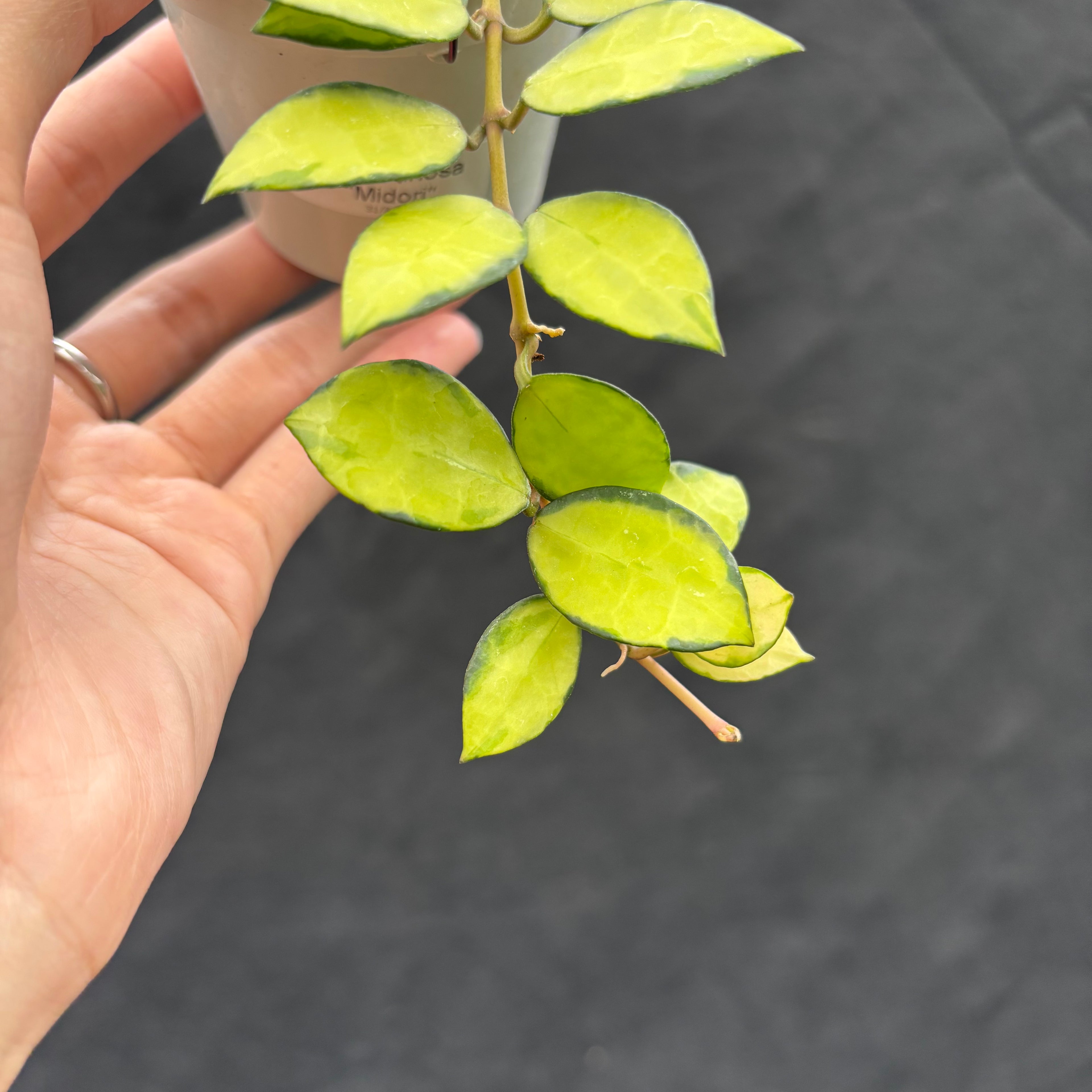 Veronia Hoya Lacunosa "Midori"