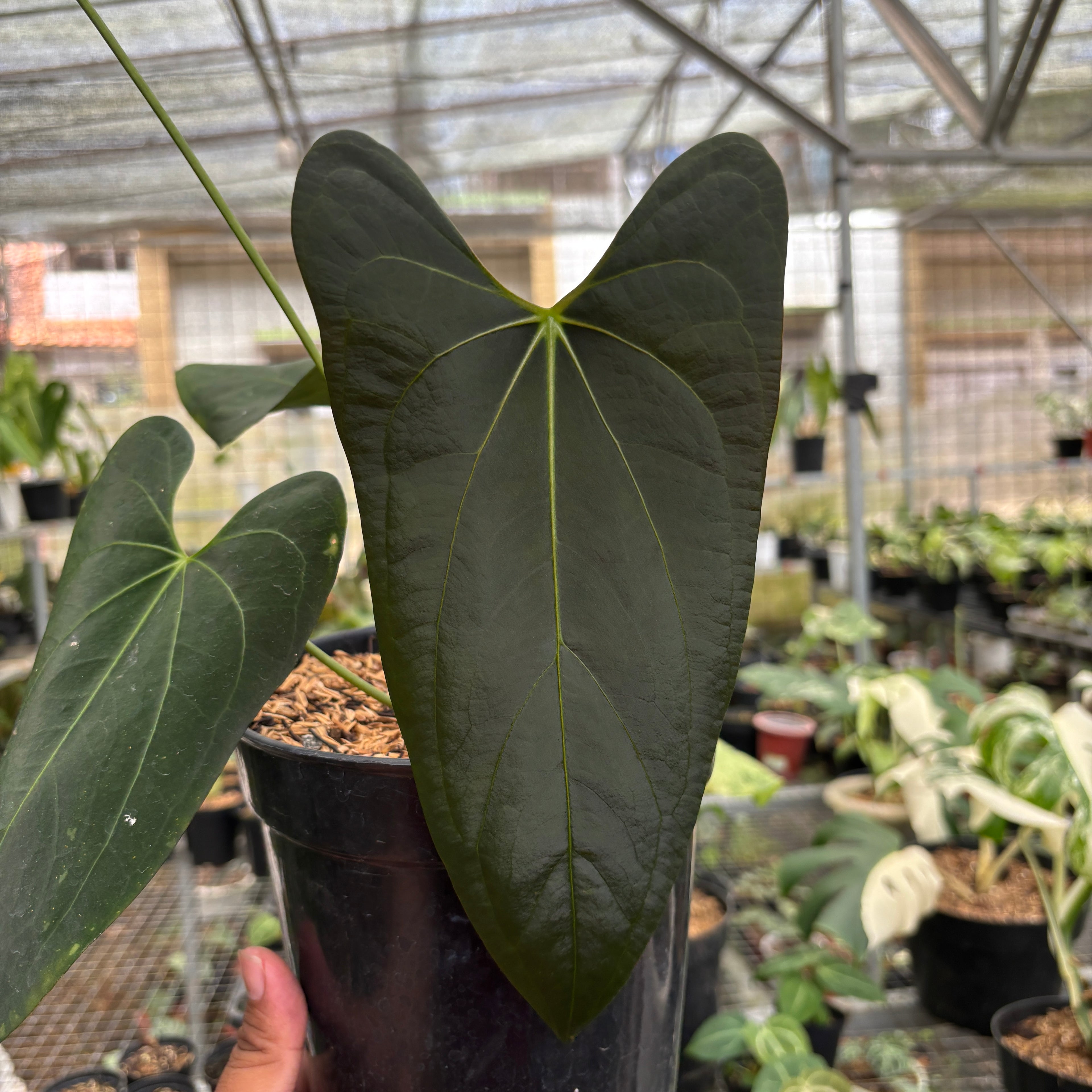 RP97-9 Anthurium Papillilaminum Legend x Dark Phoenix