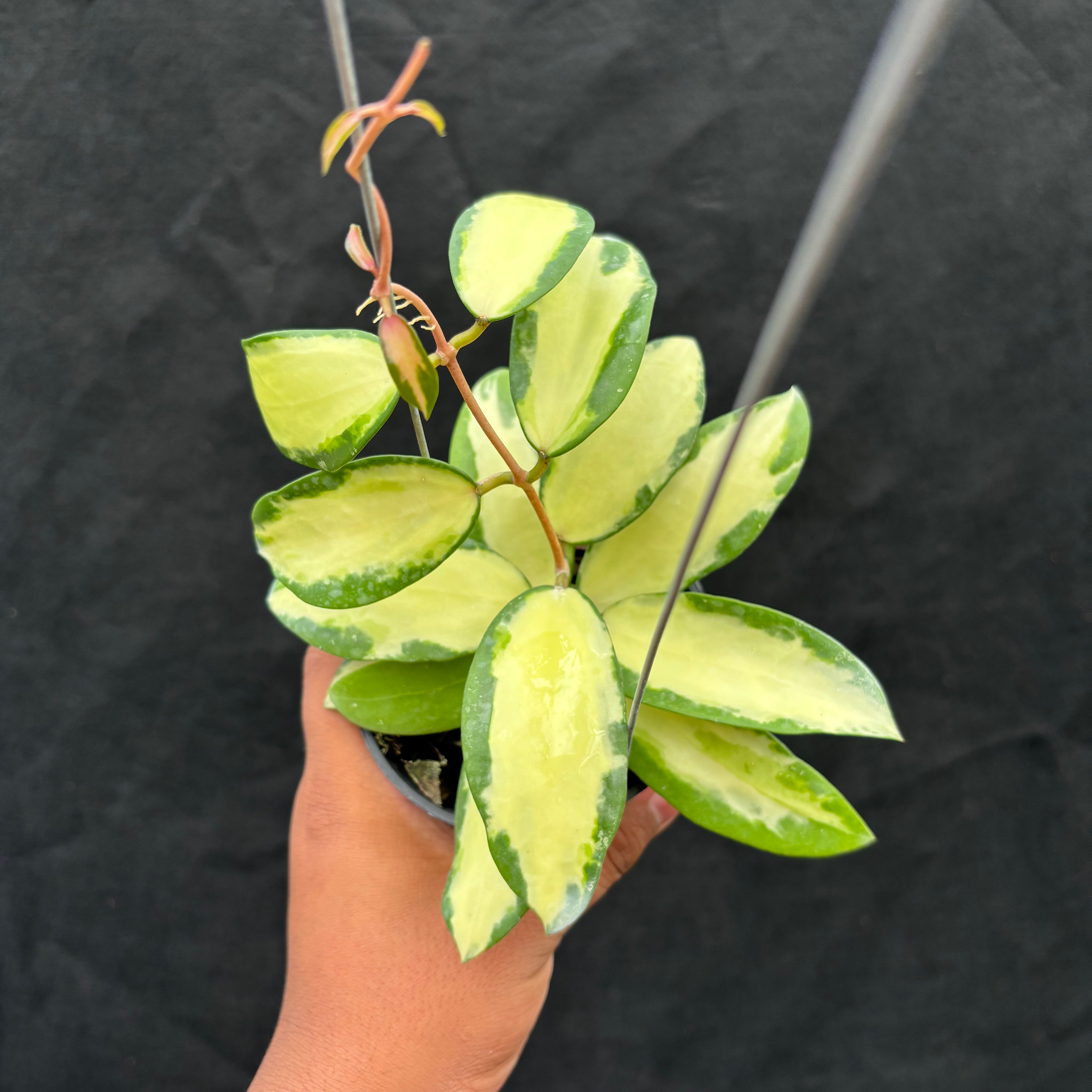 Hoya Verticillata "Variegated" Wonosobo