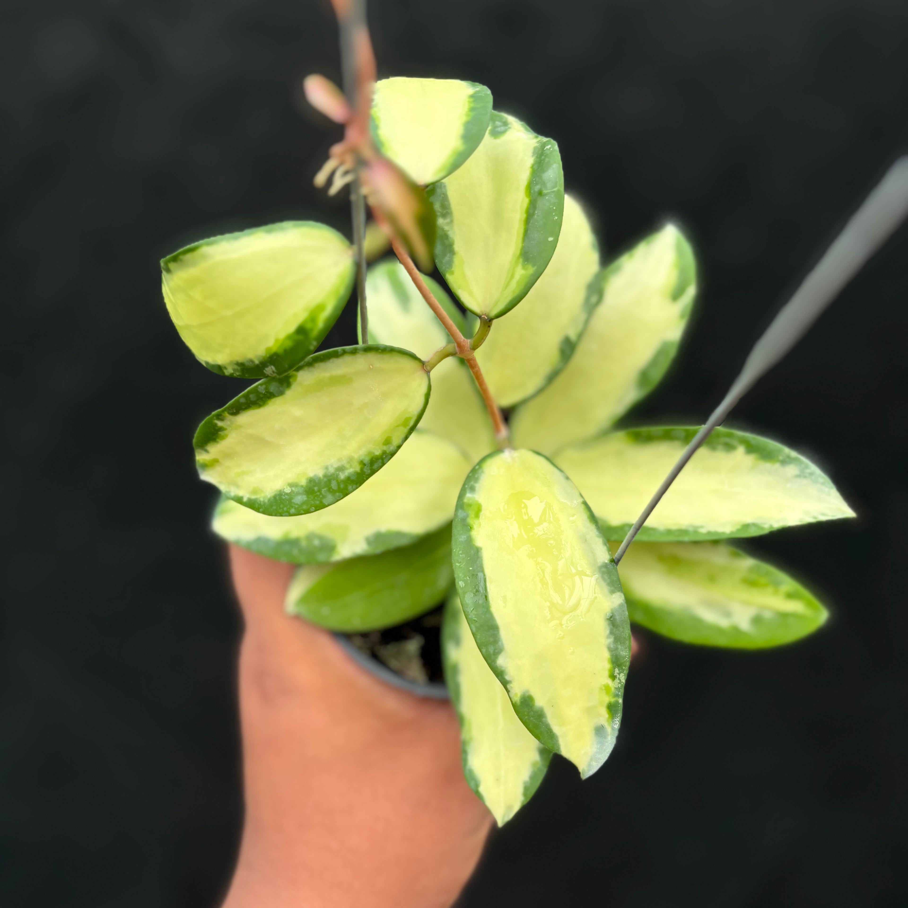 Hoya Verticillata "Variegated" Wonosobo