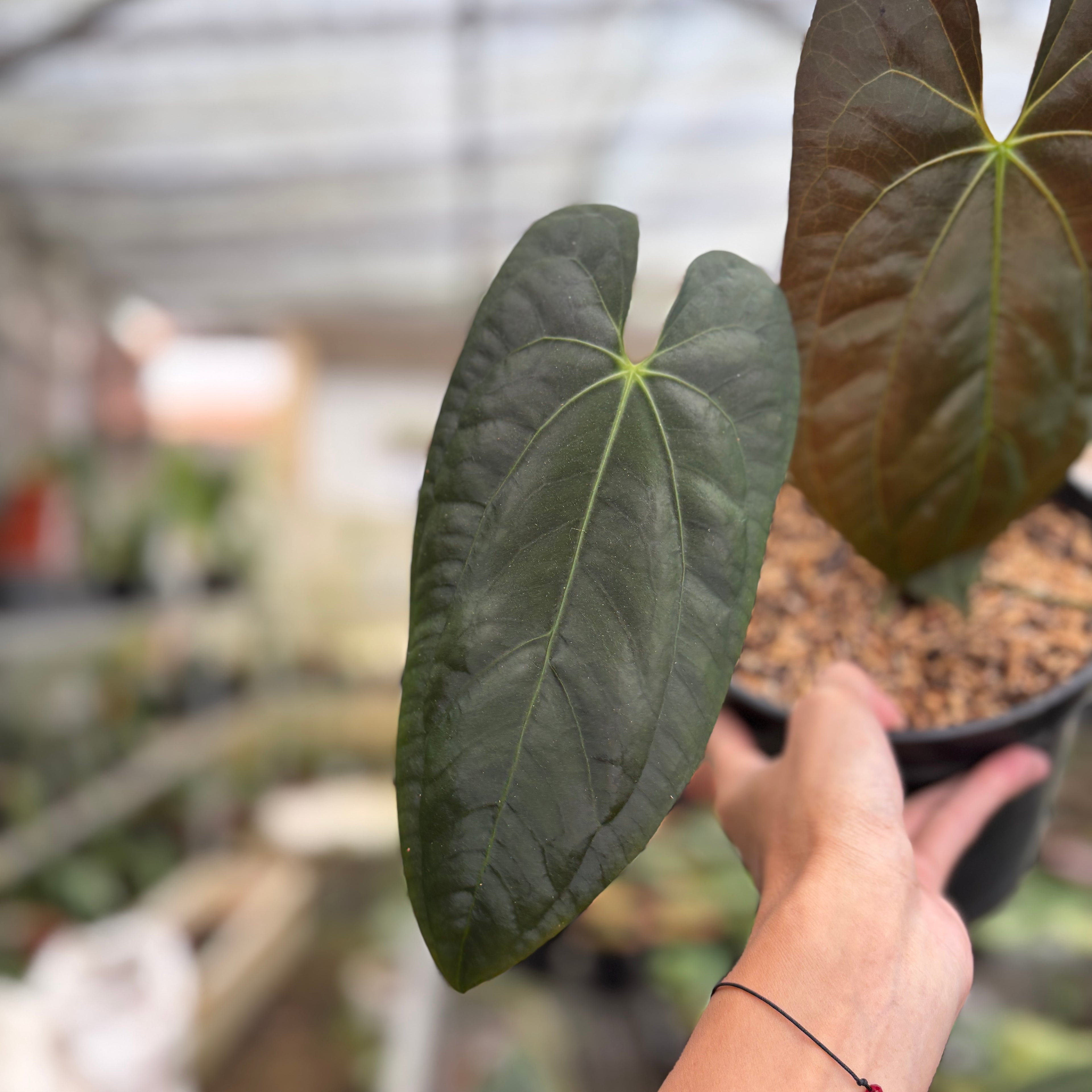 RP95-9 Anthurium Darksest Panama