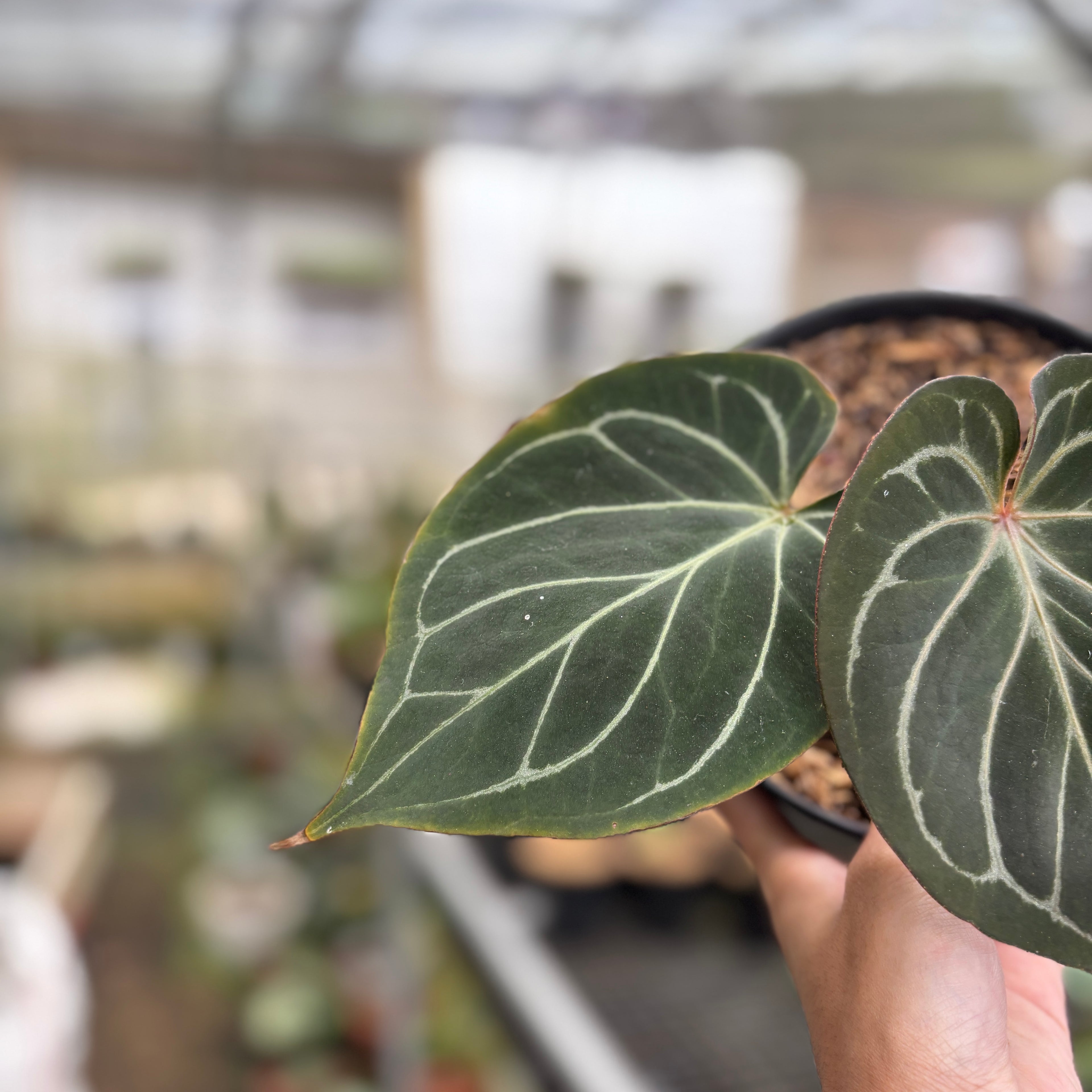 RP94-9 Anthurium King Of Spades Medium Size