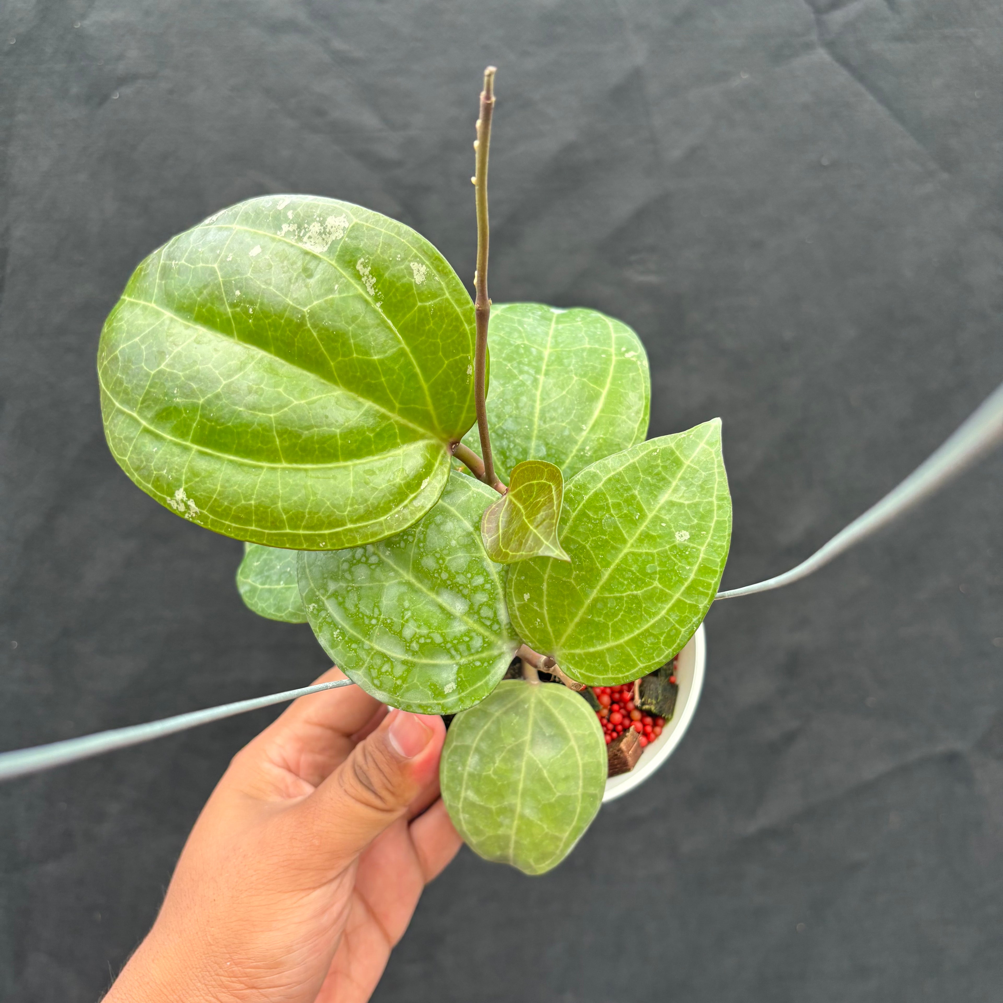 Hoya Latifolia &